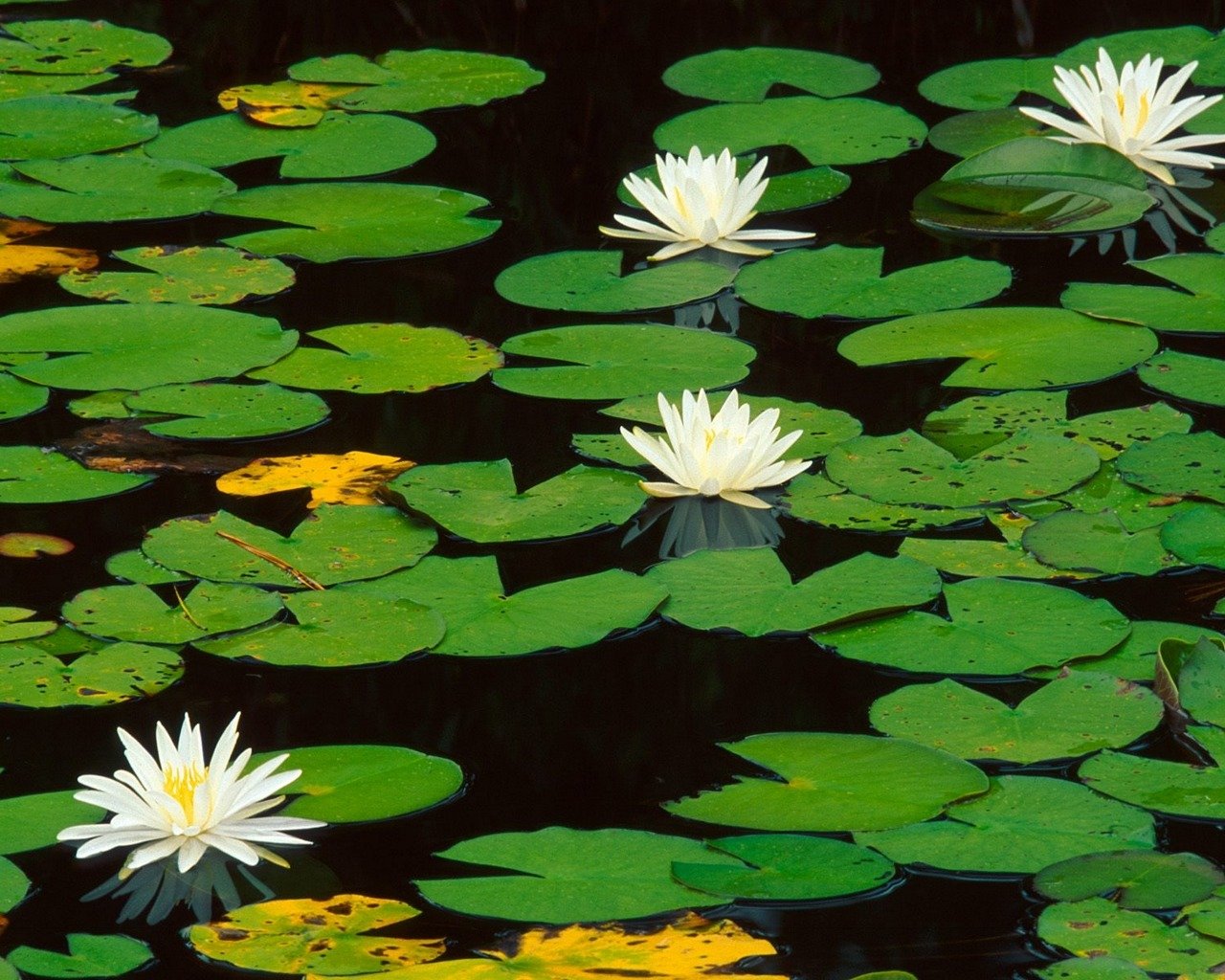Water Lily wallpaper 1280x1024 desktop background