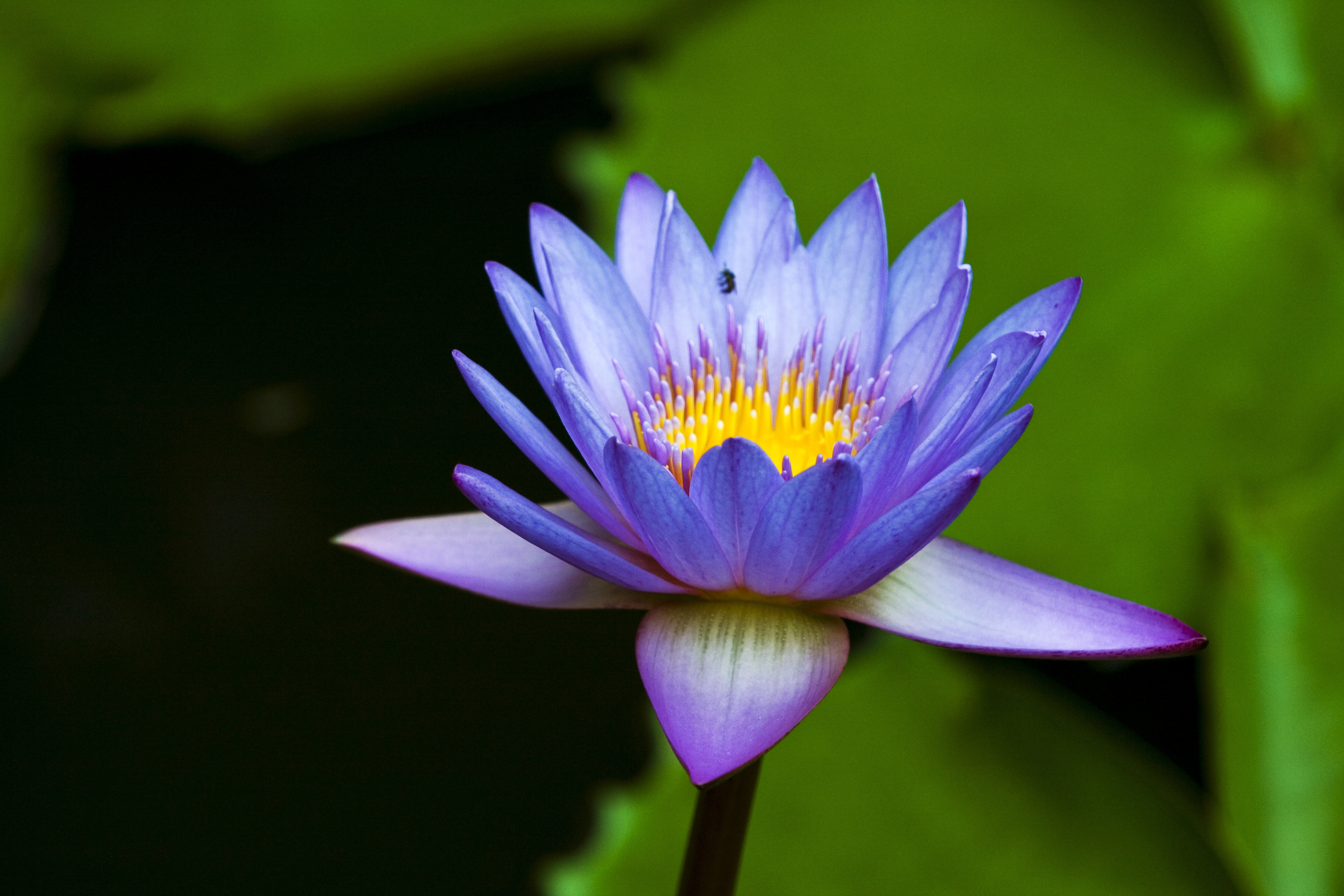 Water Lily Wallpaper HD
