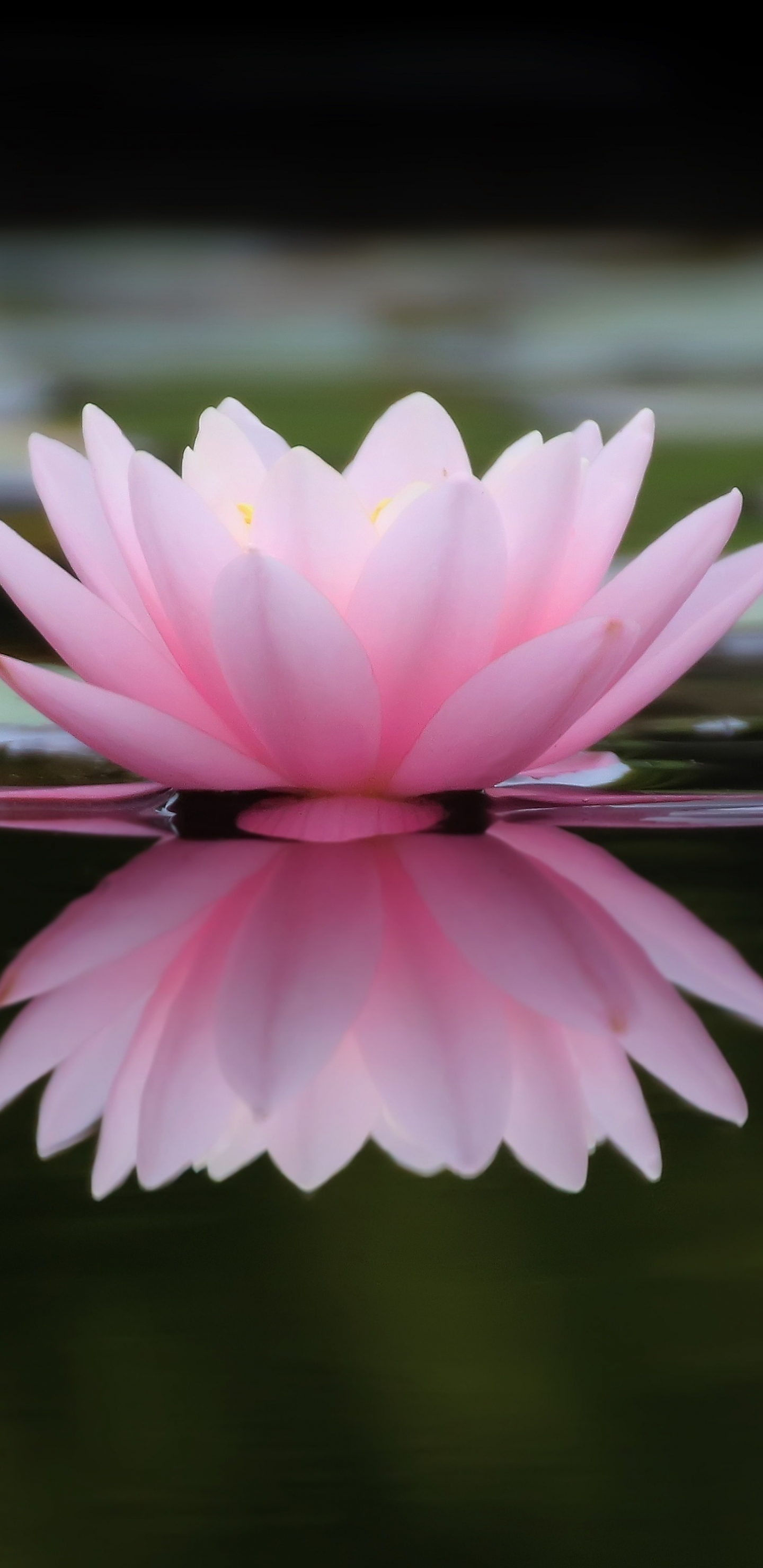 Waterlily Wallpapers - Wallpaper Cave