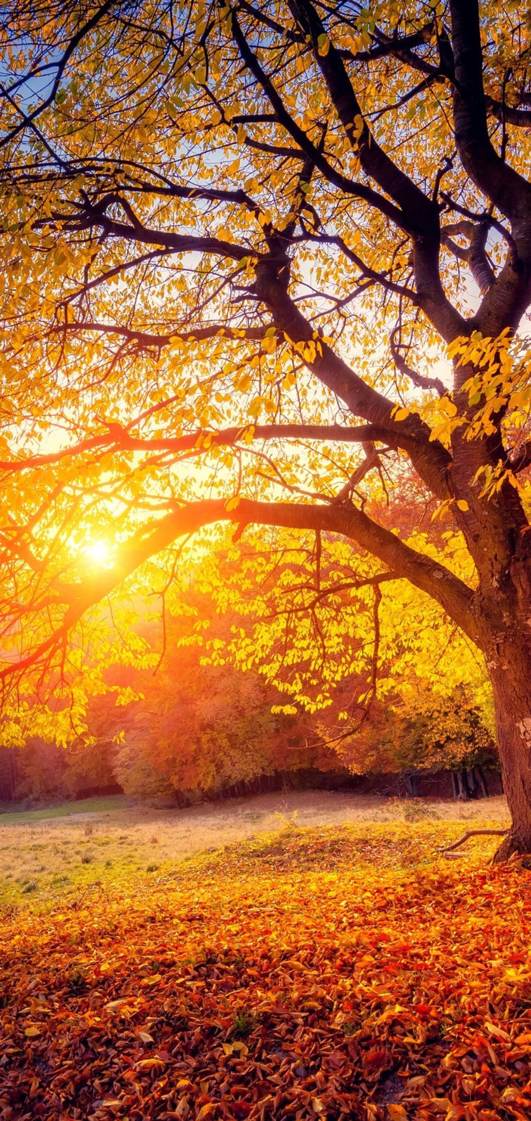 2021 Autumn Wallpapers - Wallpaper Cave