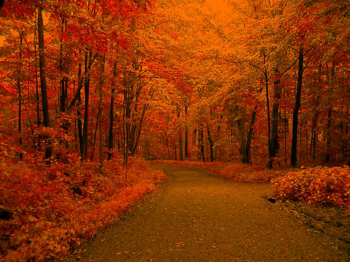 Autumn Background Picture