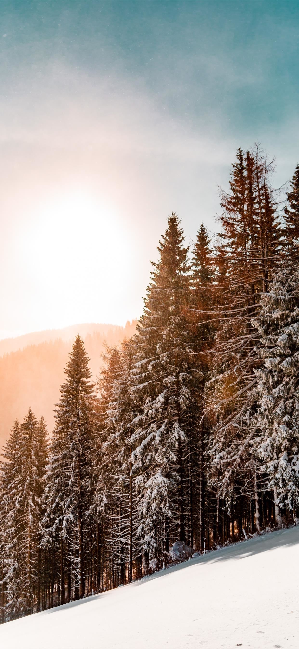 green pine trees on inclined snow