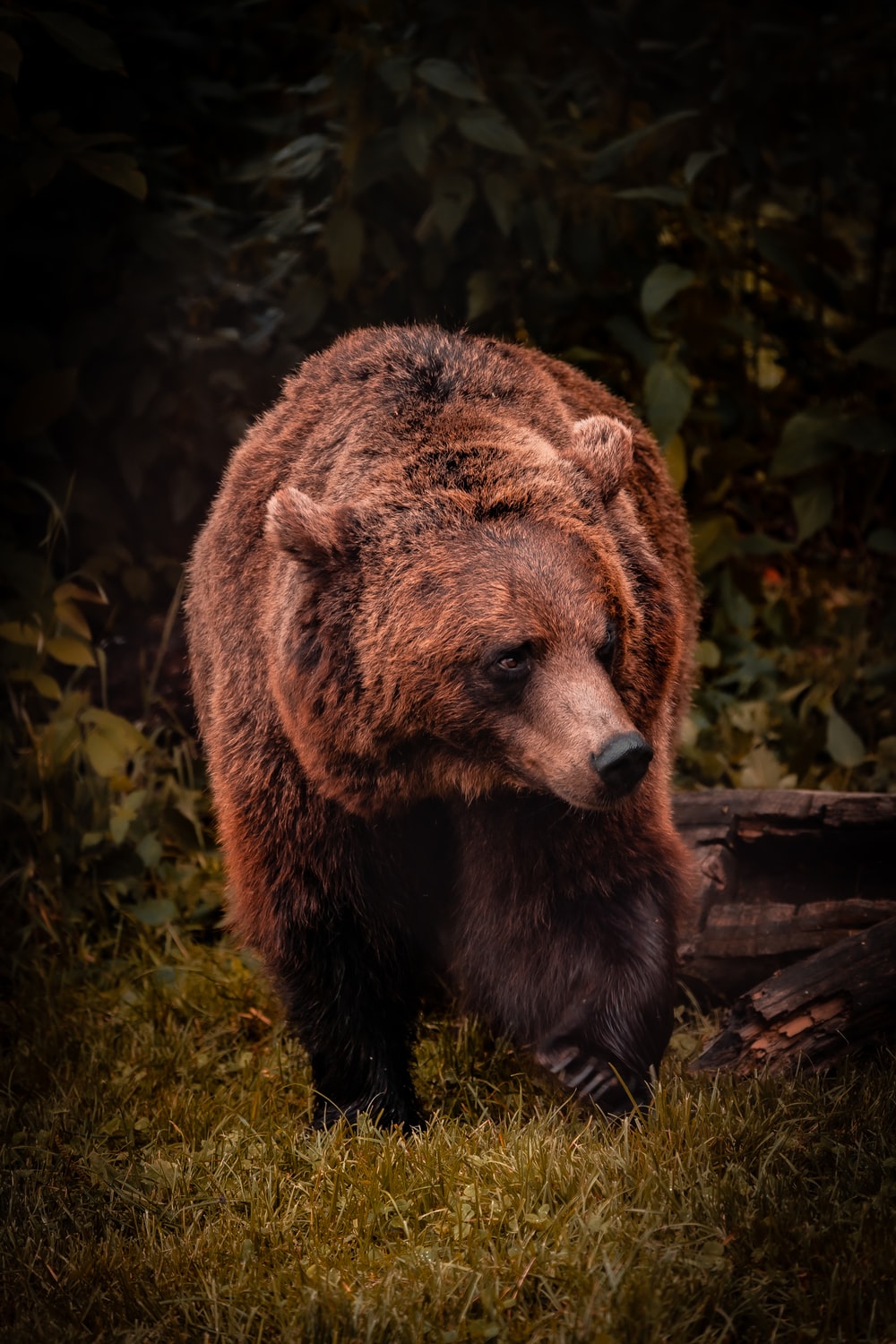 Bear Picture [HD]. Download Free Image