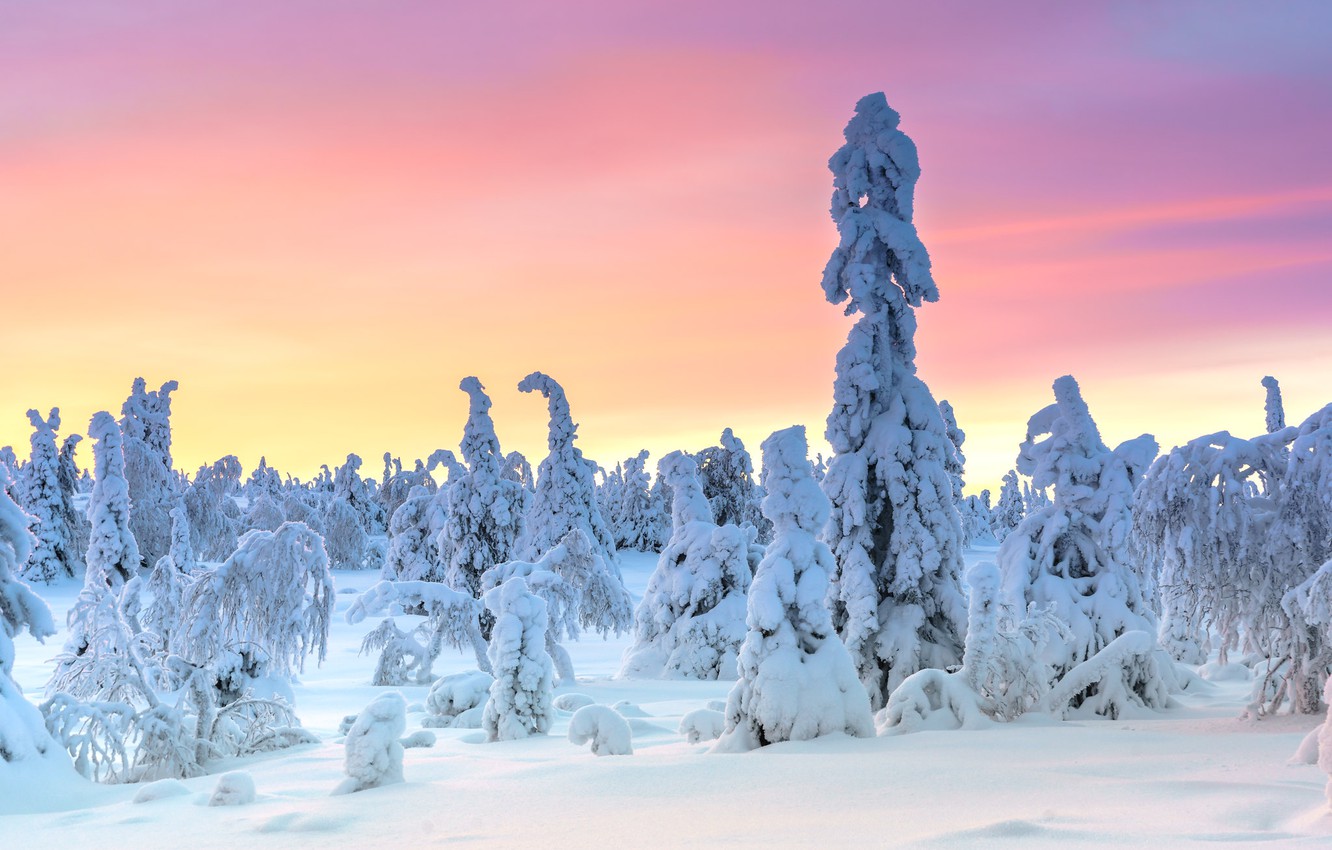 Winter Forest Pink Wallpapers - Wallpaper Cave