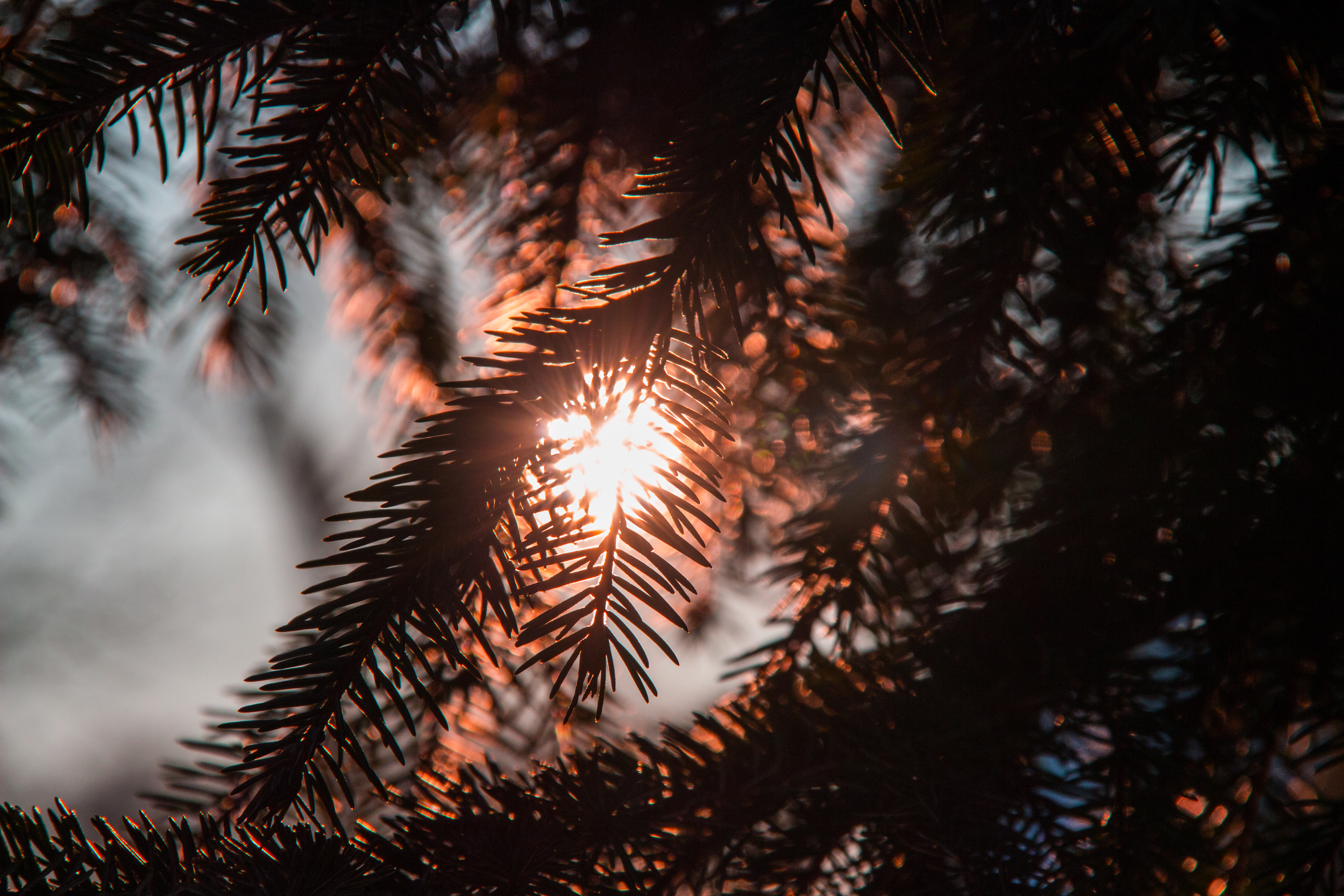 Wallpaper, sunlight, forest, sunset, nature, winter, closeup, macro, branch, fireworks, Sun, Christmas Tree, bokeh, dusk, fir, event, light, ray, scene, tree, golden, depthoffield, natural, flare, pine, woody plant, outdoor recreation, pinetree