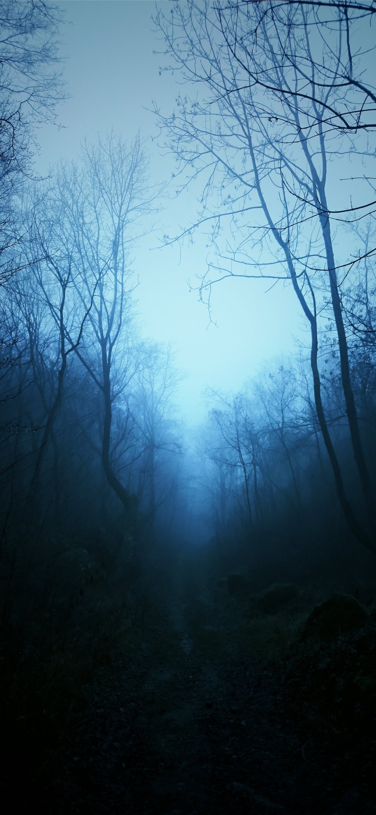 mist Nature Dark Blue Trees Tropical Forest Forest. iPhone Wallpaper Free Download