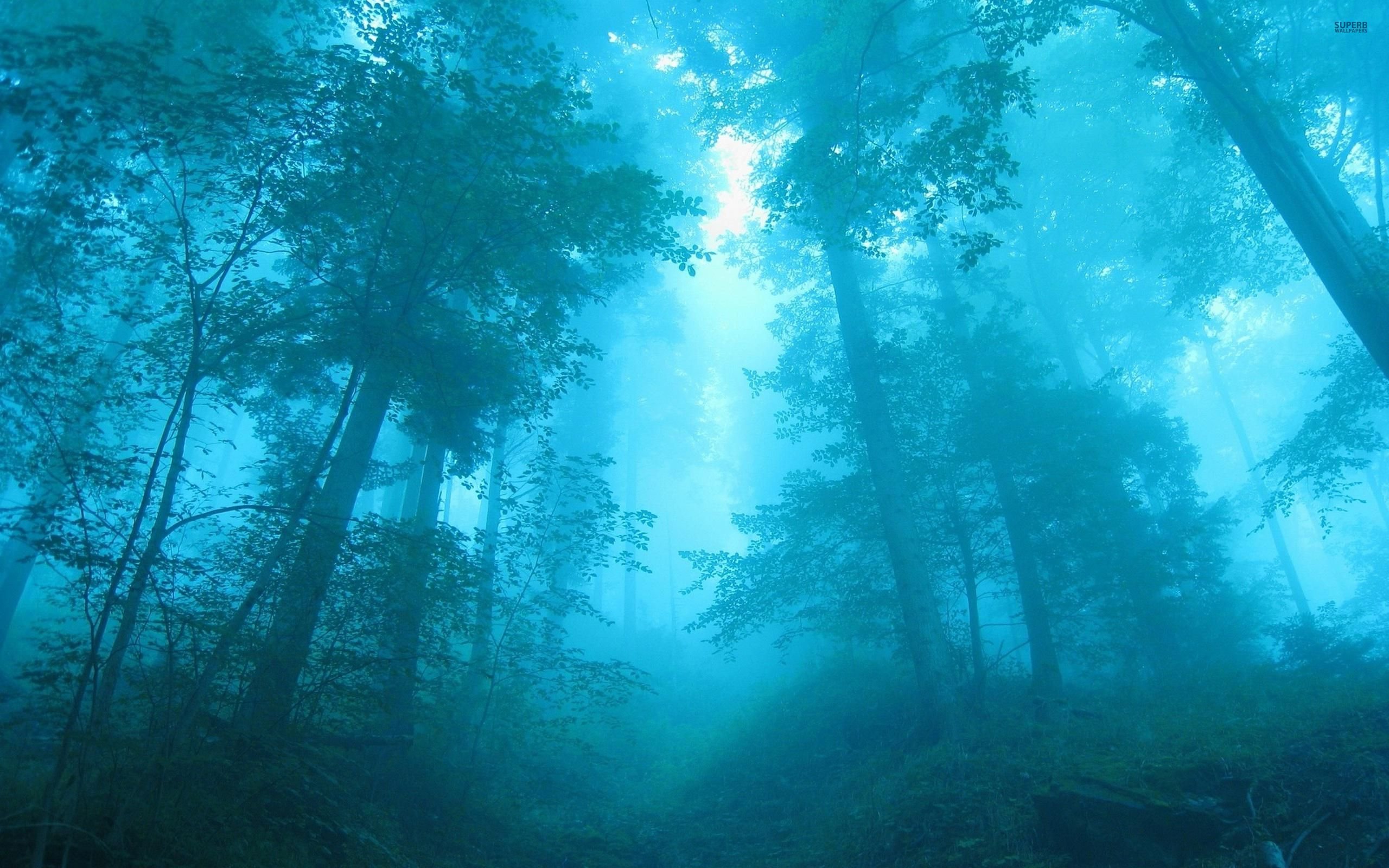 Blue Forest Background Wallpaper