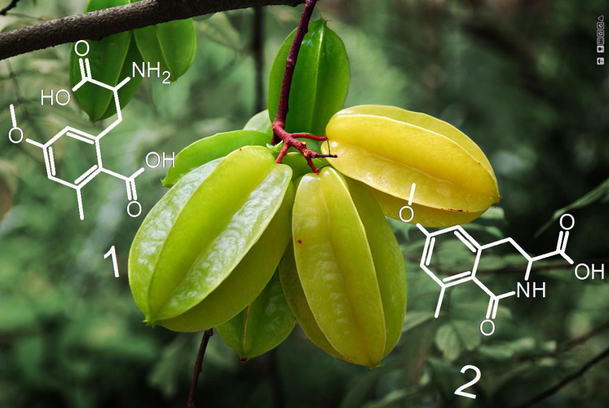 Star Fruit wallpaper, Food, HQ Star Fruit pictureK Wallpaper 2019