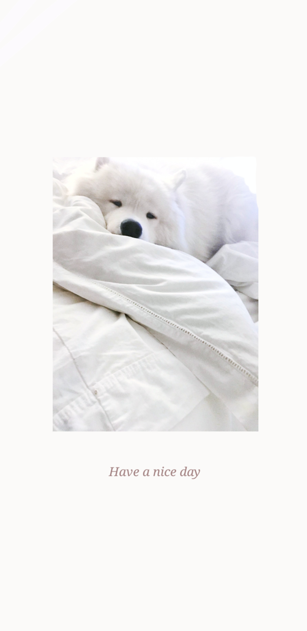 cute, dog and cozy