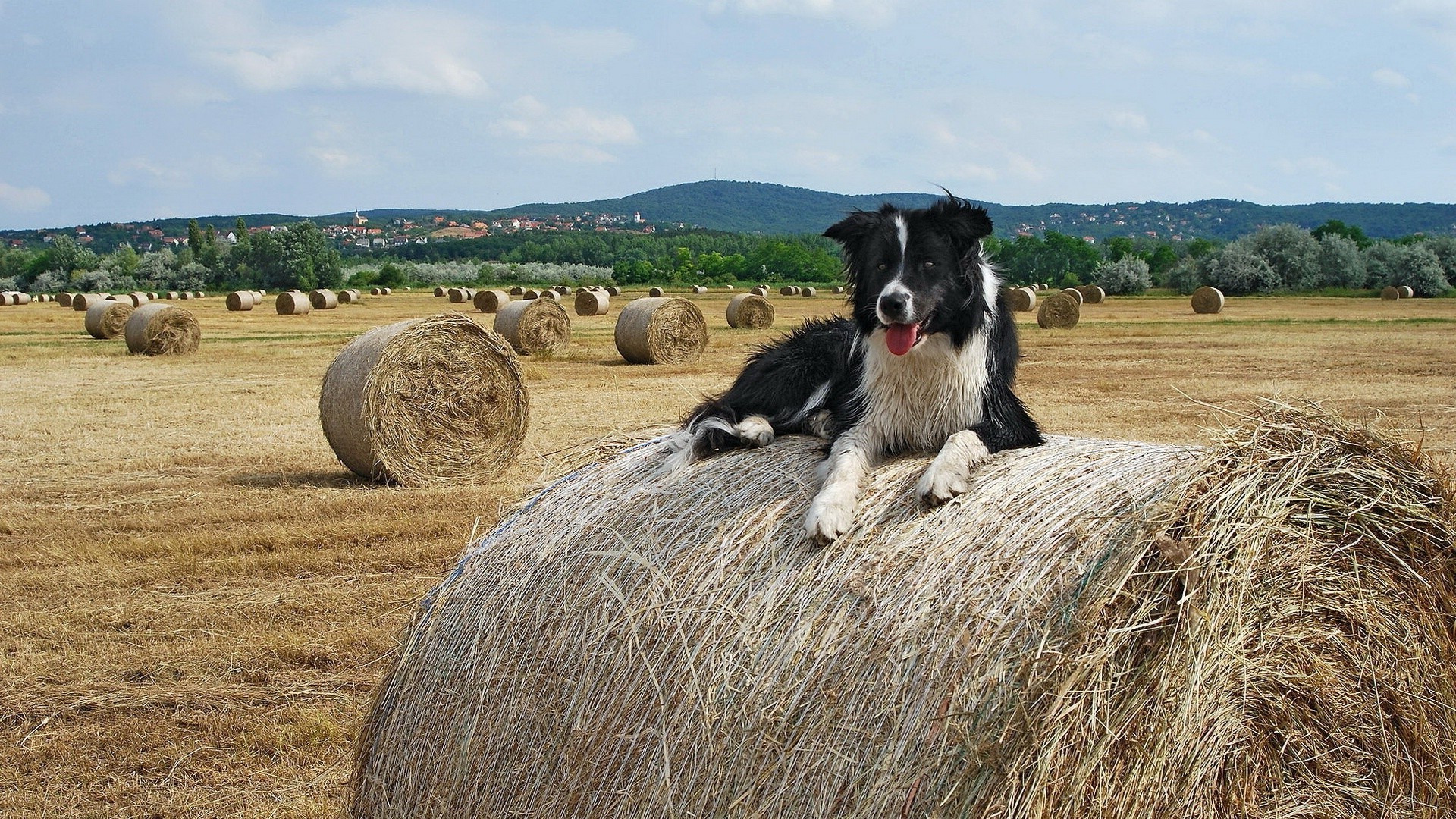 Country Dogs Wallpapers - Wallpaper Cave