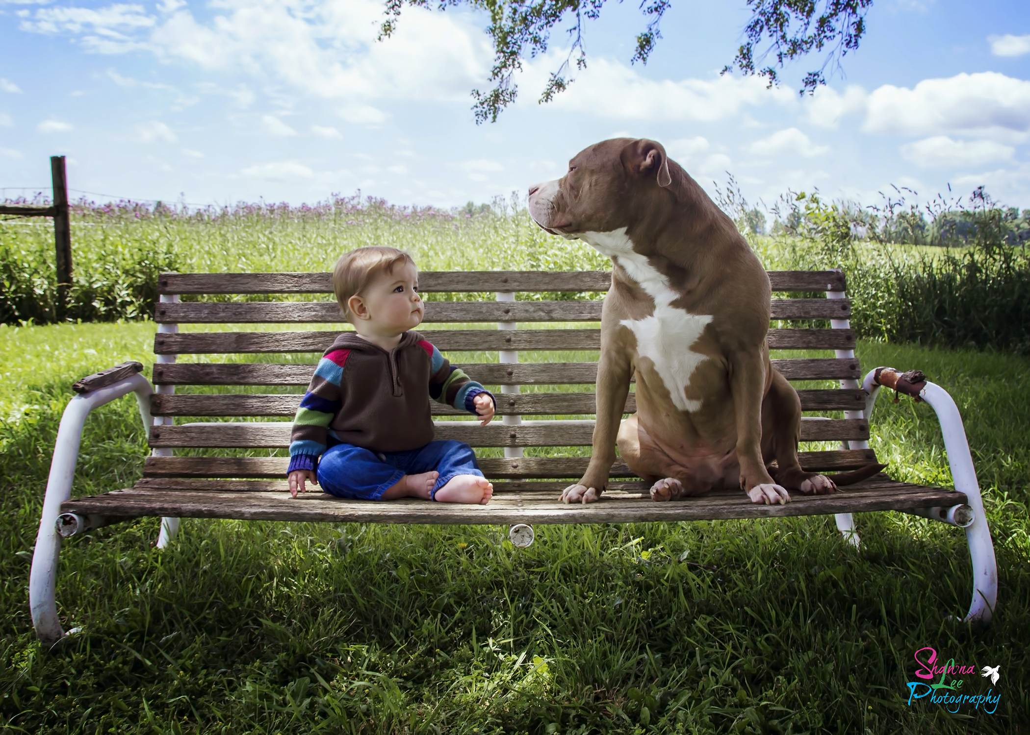 Wallpaper, animals, children, love, grass, Canon, baby, brothers, country, tree, boy, precious, cute, explore, plant, fun, t3i, vertebrate, dog like mammal, dog breed, grandson, pitbull, babyphotograghy 2100x1500