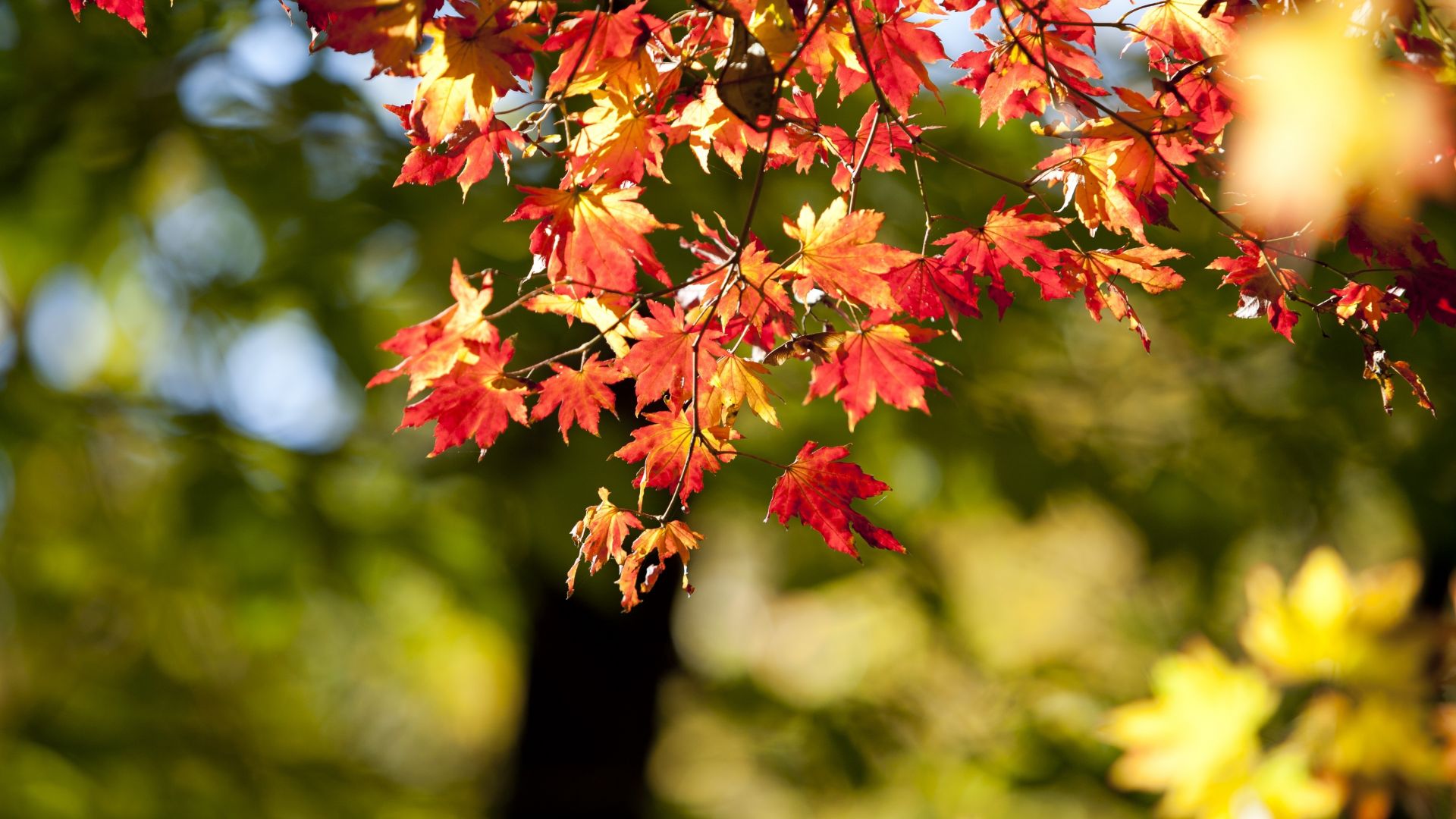 Desktop wallpaper autumn, nature, leaves, bokeh, blur, HD image, picture, background, bc8ed1