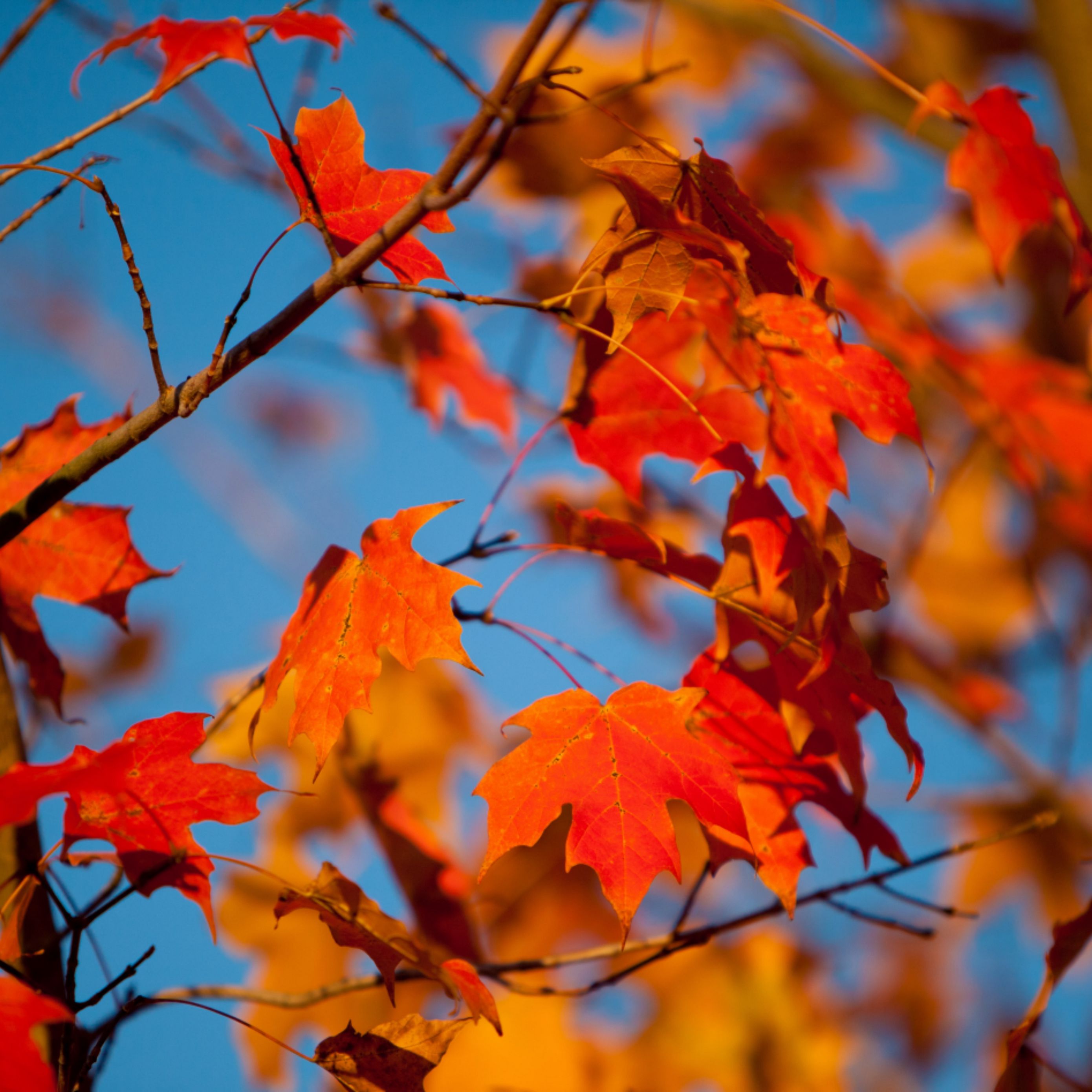 Download wallpaper 2780x2780 autumn, leaves, maple, branches, blur ipad air, ipad air ipad ipad ipad mini ipad mini ipad mini ipad pro 9.7 for parallax HD background