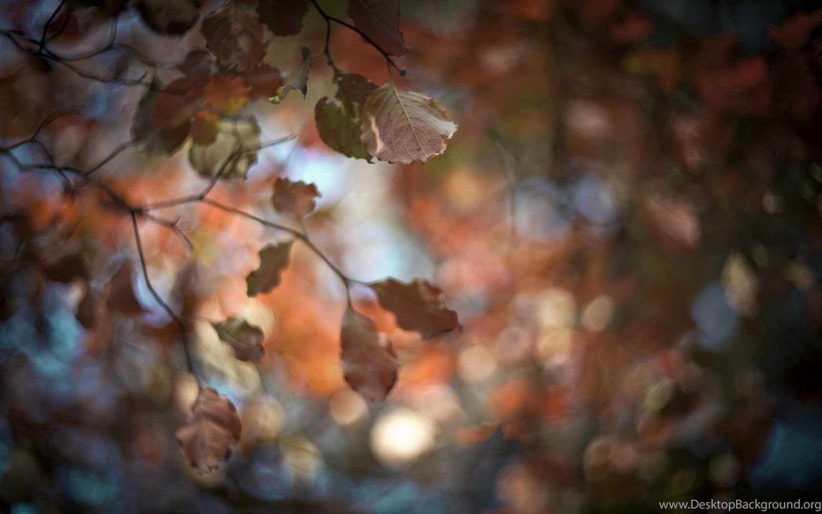 Autumn nature leaves blur HD wallpaper Magic4Walls.com Desktop Background