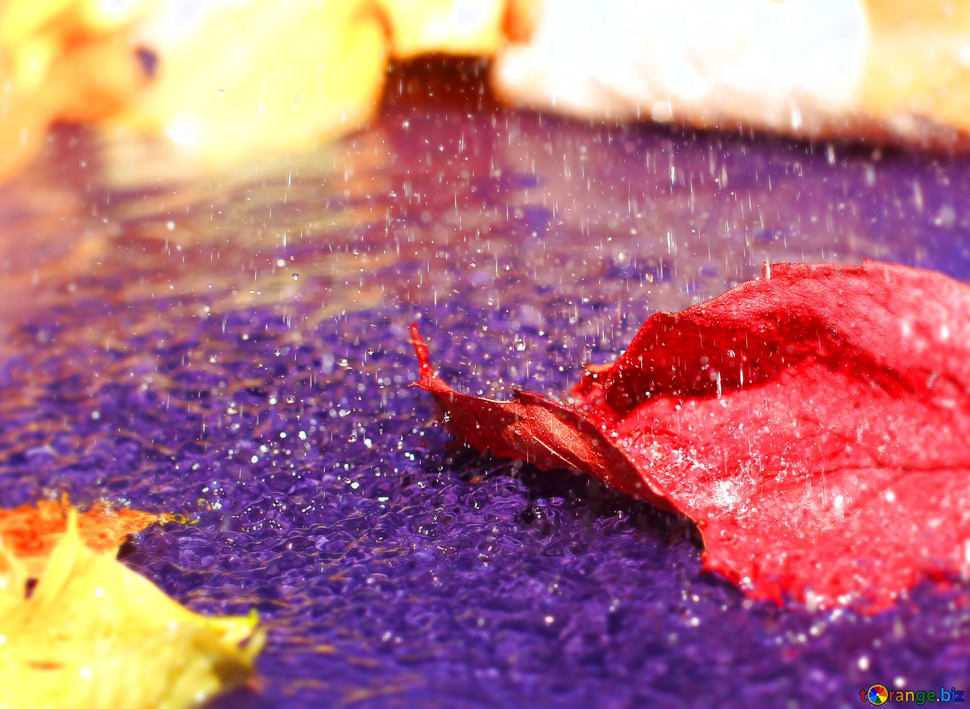 Download Free Picture Autumn Leaves Blur Frame On CC BY License Free Image Stock TOrange.biz Fx №75920