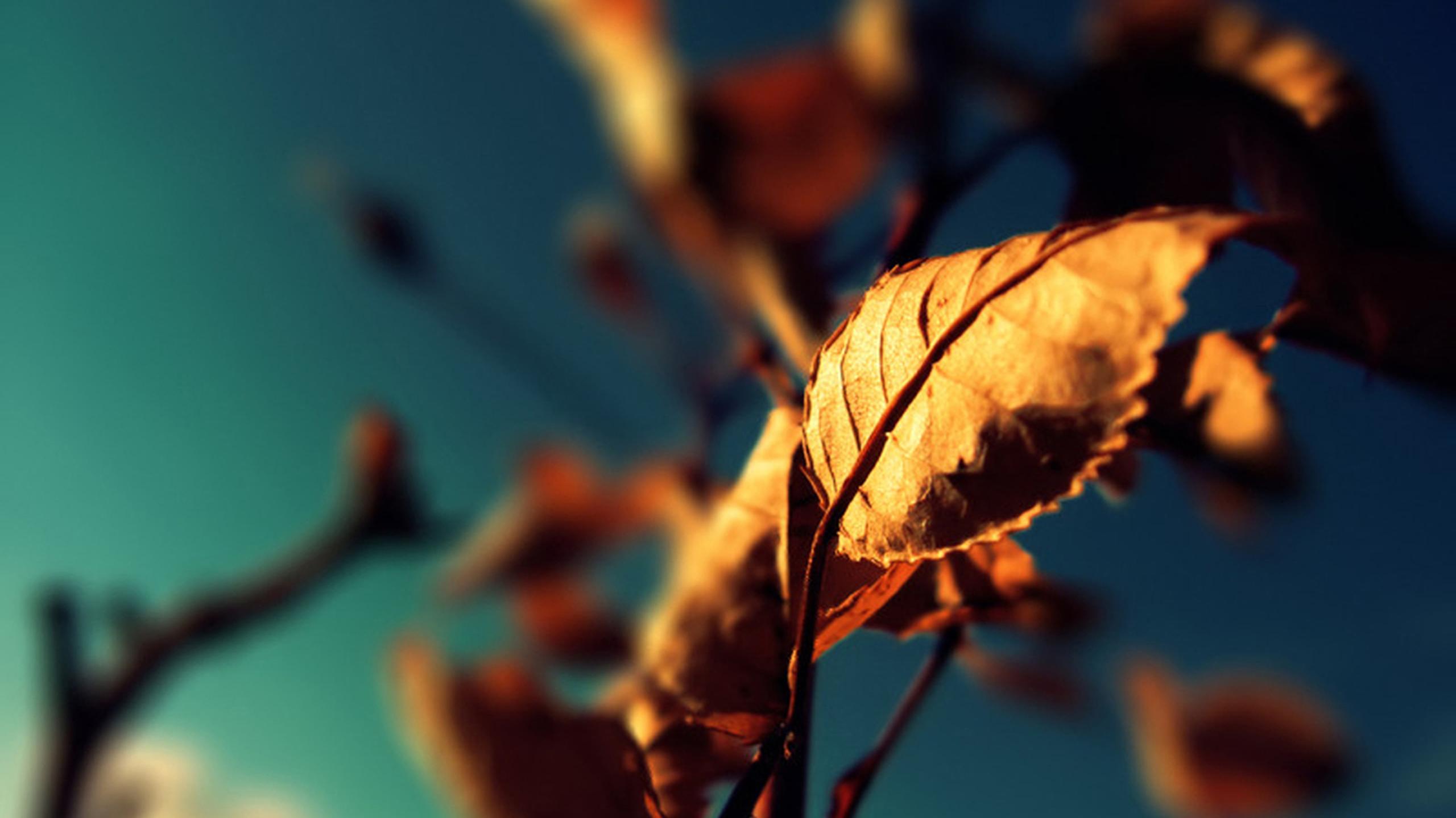 Rusty Autumn leaf in the sunlight