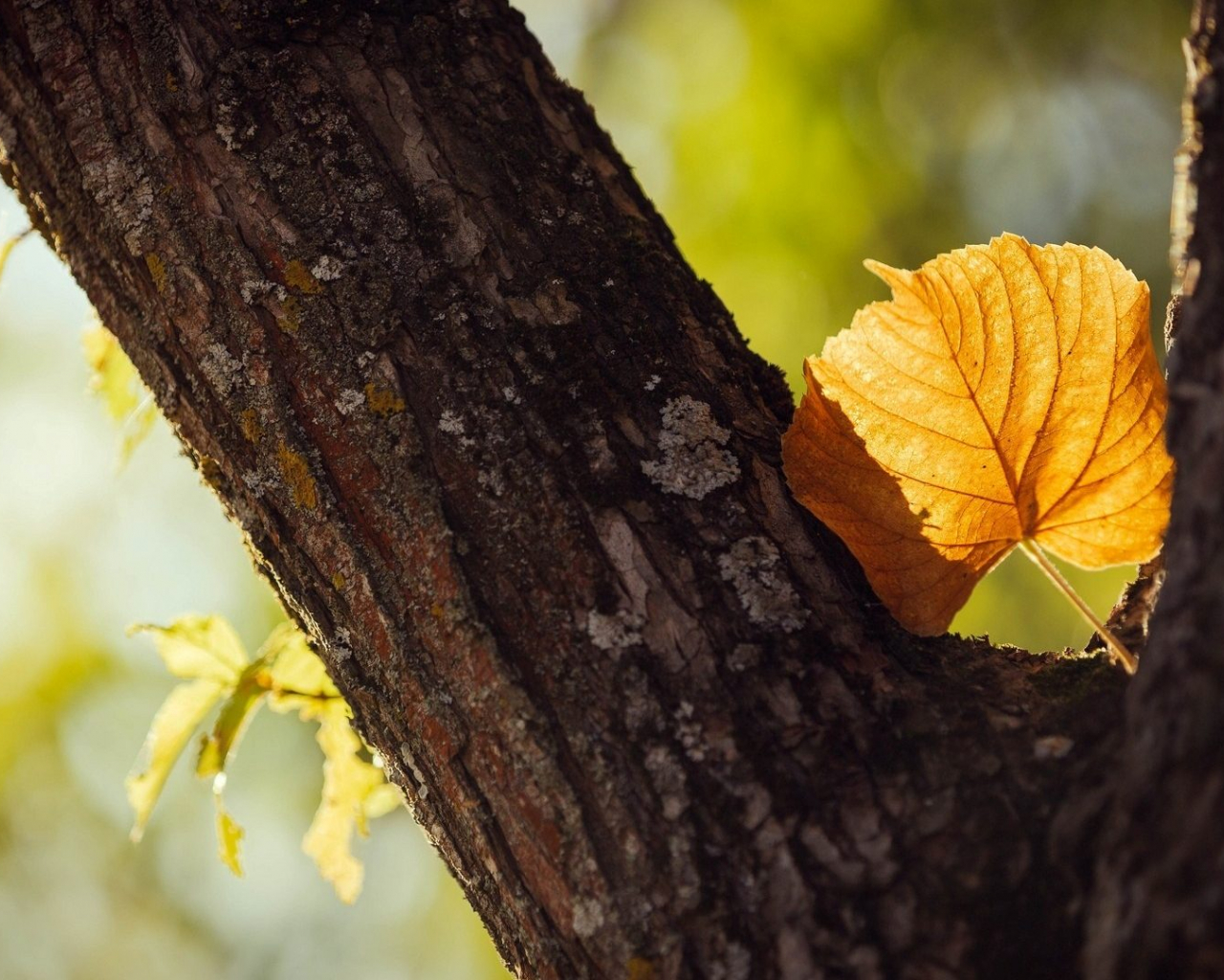 Free download Blur Tag wallpaper Bokeh Blossom Macro Cherry Spring Photography [1920x1080] for your Desktop, Mobile & Tablet. Explore Nature Blur Wallpaper. Nature Blur Wallpaper, Blur Background, Wallpaper Nature