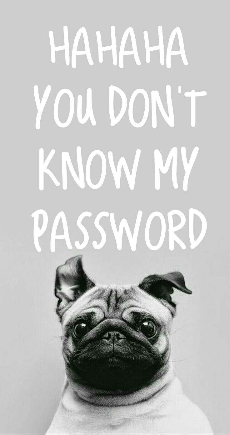 you don t know my password wallpaper, pug, dog, canidae, dog breed, snout, companion dog, carnivore, font, toy dog, fawn