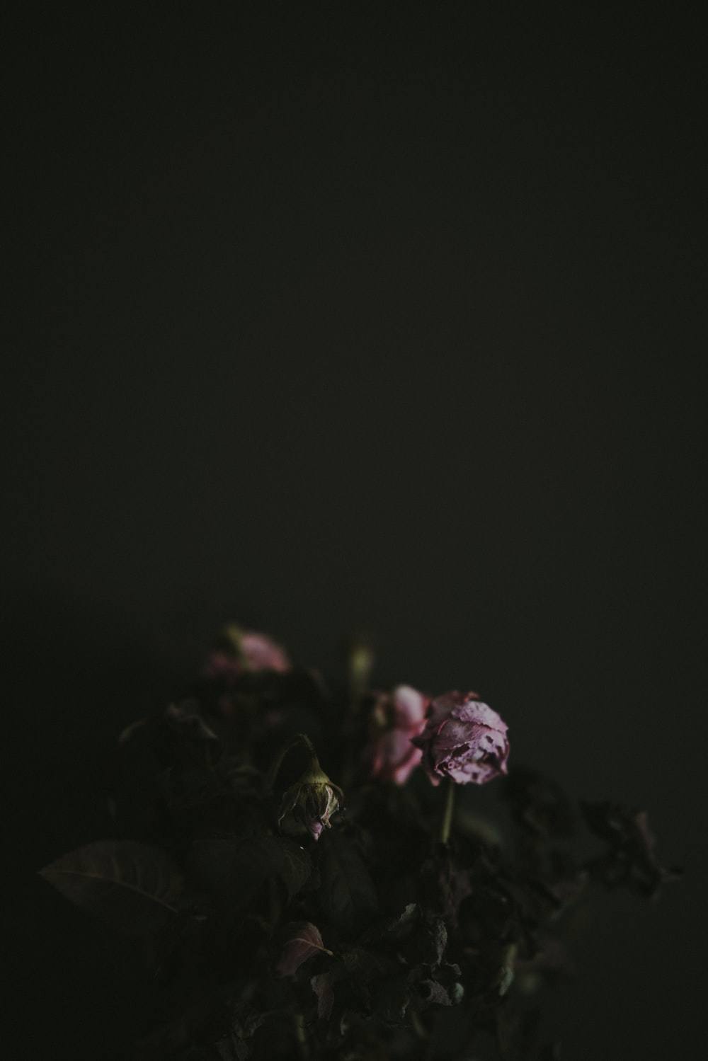 Dead Flower Picture [HD]. Download Free Image