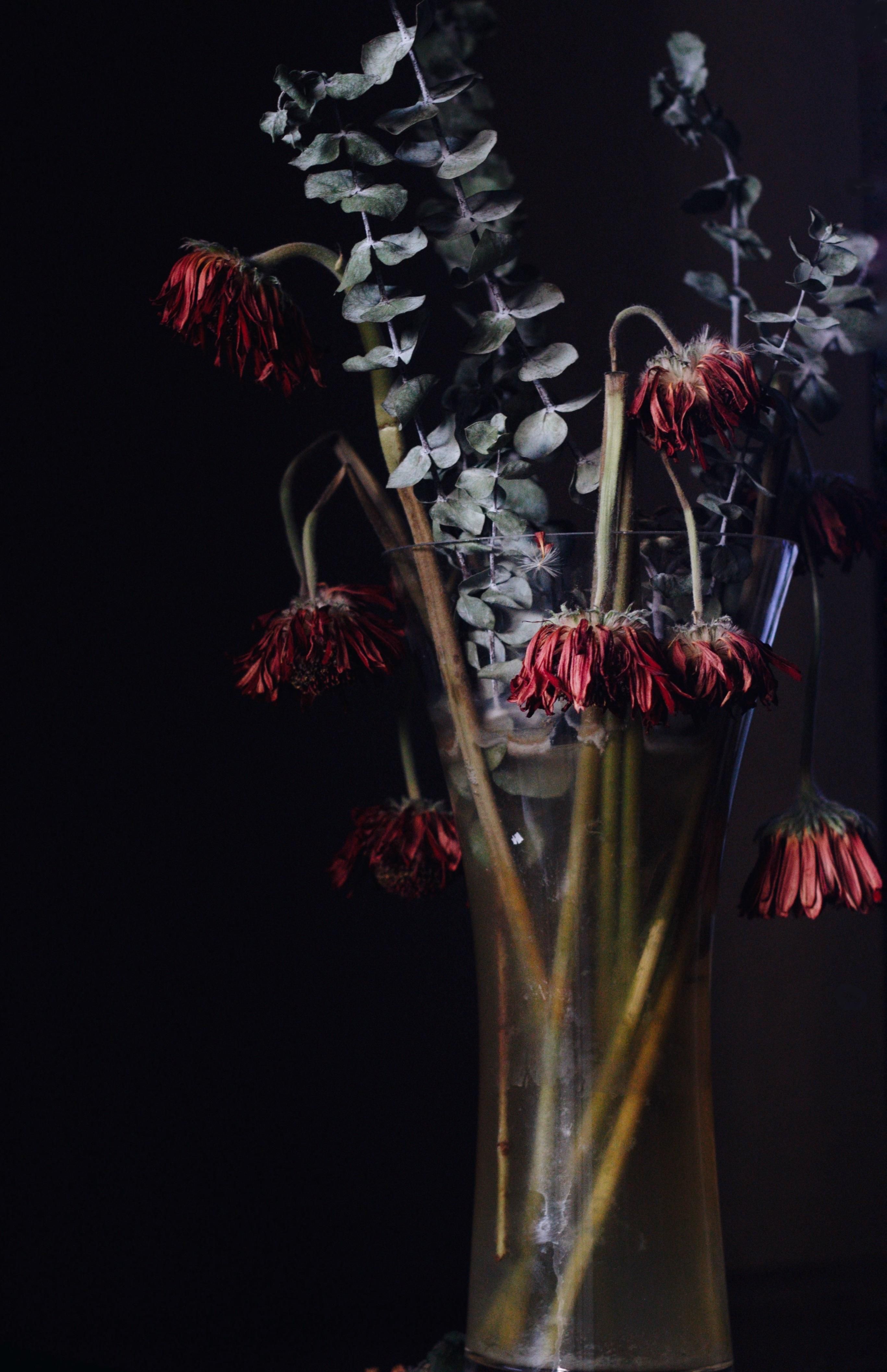 Dying Flower Wallpapers Wallpaper Cave