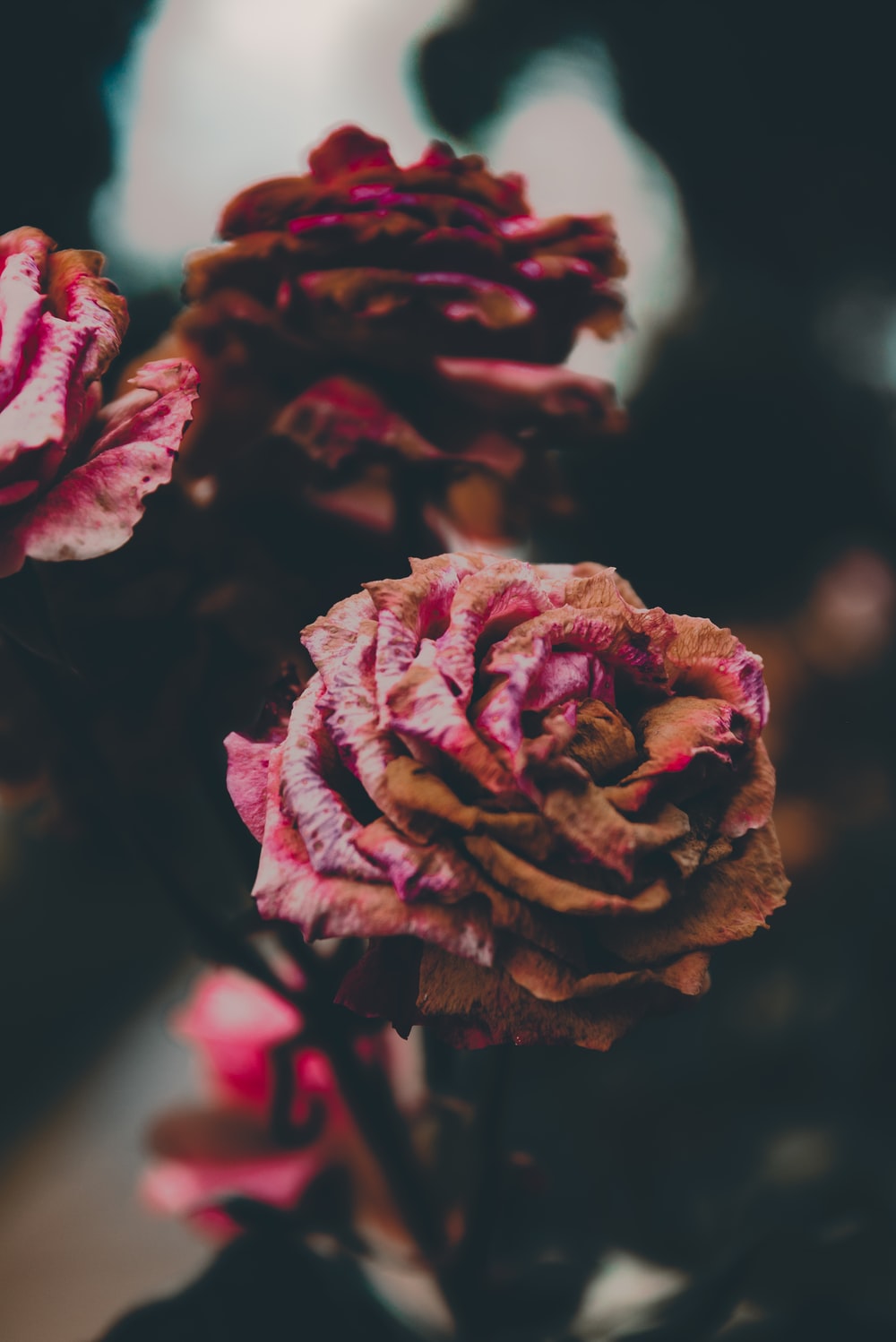 Dying Flower Picture. Download Free Image