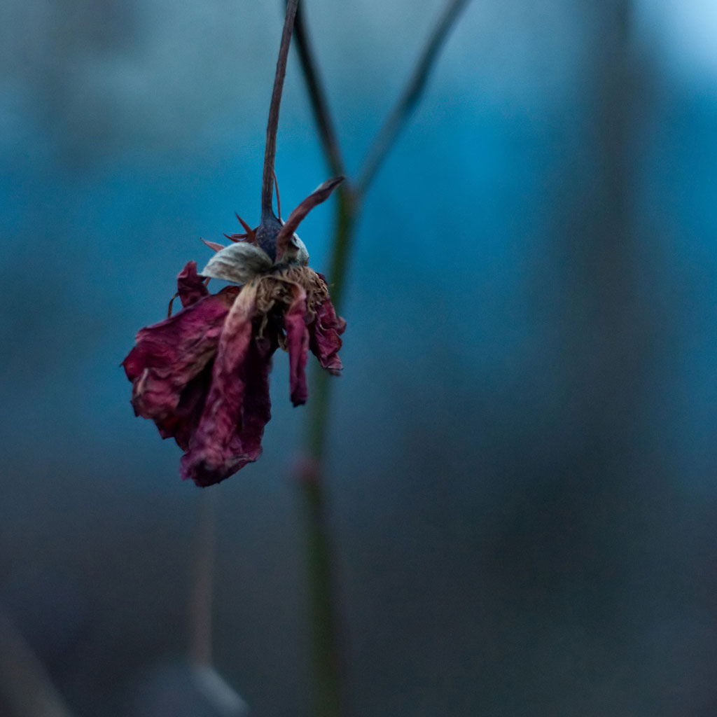 dead rose wallpaper, nature, flower, plant, leaf, water