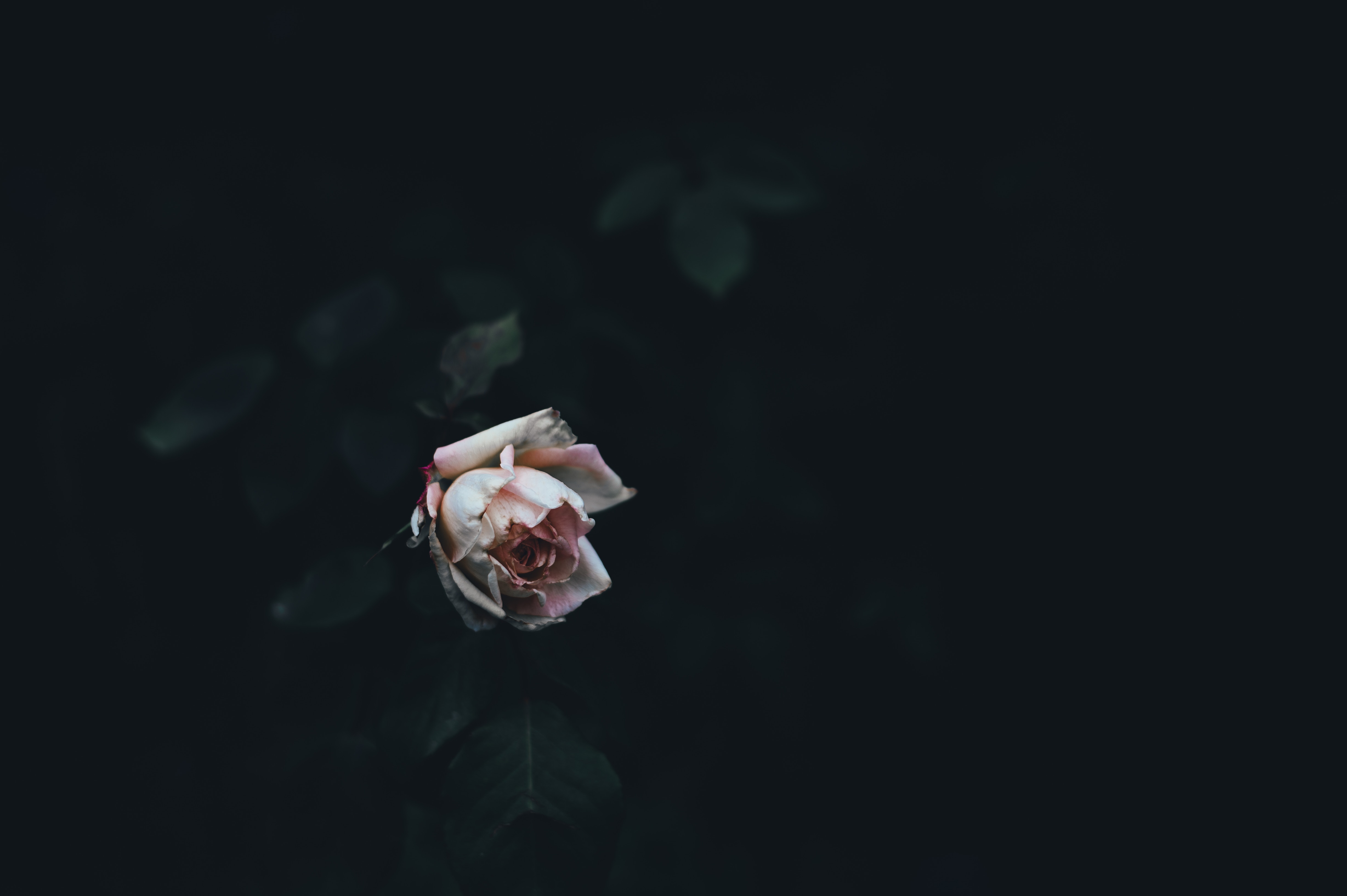 4913x3270 #flower, #die, #PNG image, #contrast, #wilt, #rose, # dying, #leafe, #nature, #dark, #black background HD Wallpaper