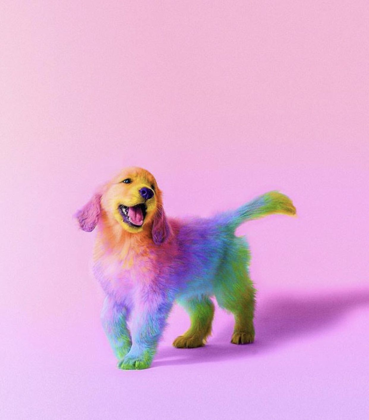 Rainbow Dog Wallpaper