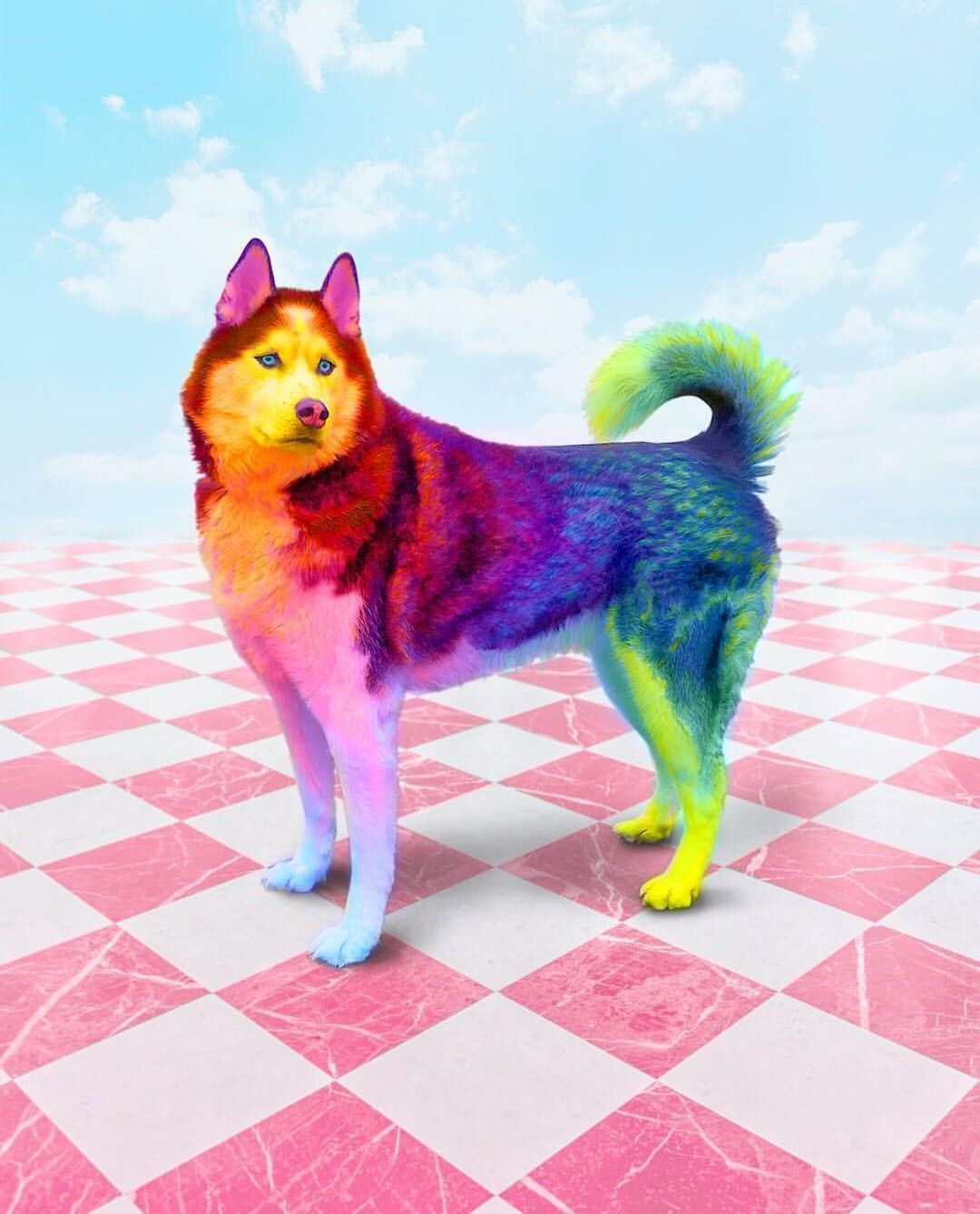 Colors. Rainbow dog, Animals beautiful, Cute animals