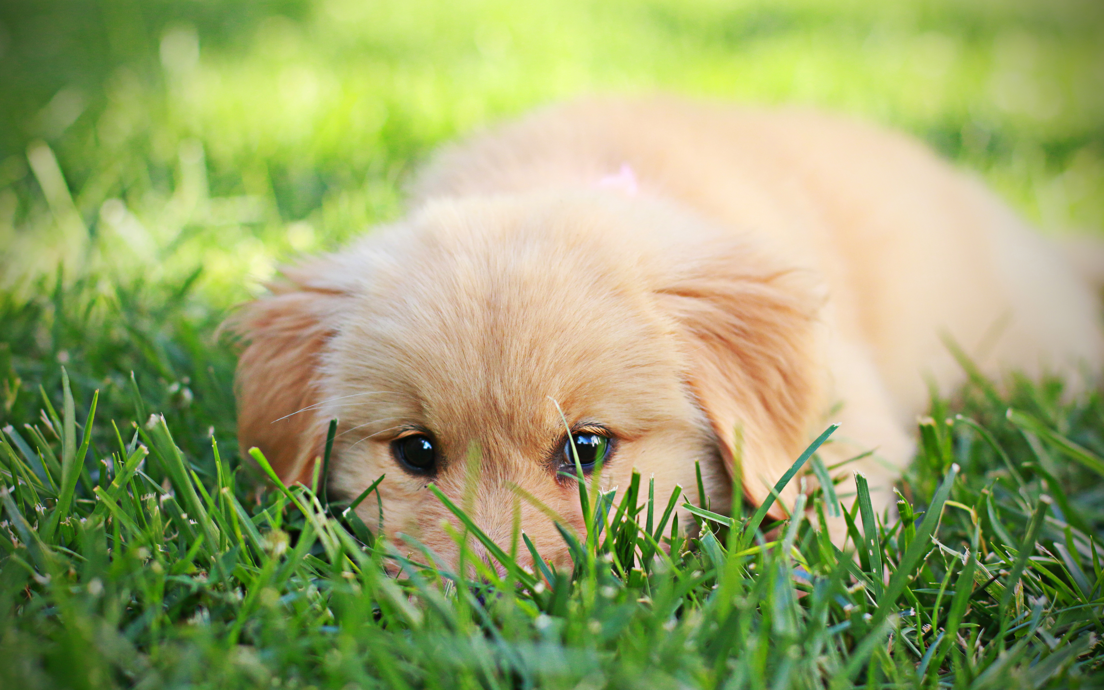 cute puppy wallpaper HD