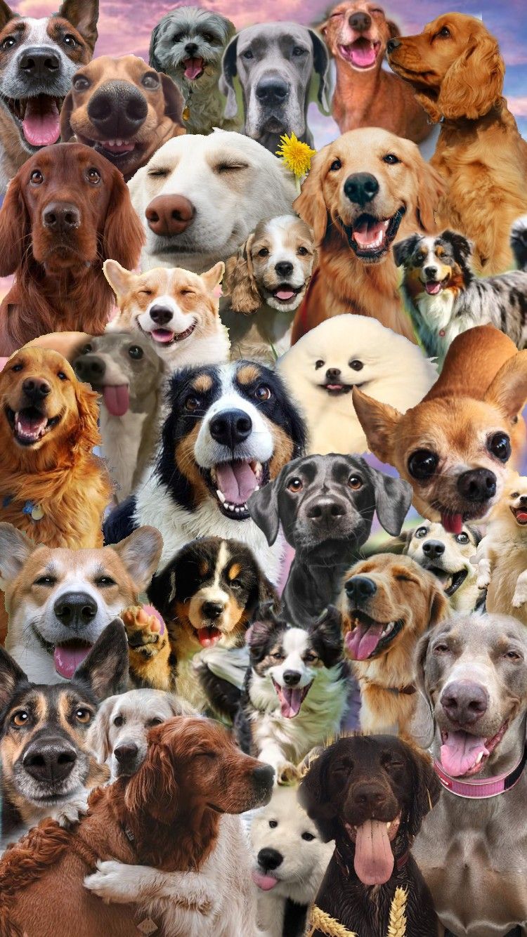 Doggo Collage Wallpaper. Puppy wallpaper, Dog wallpaper, Cute puppy wallpaper