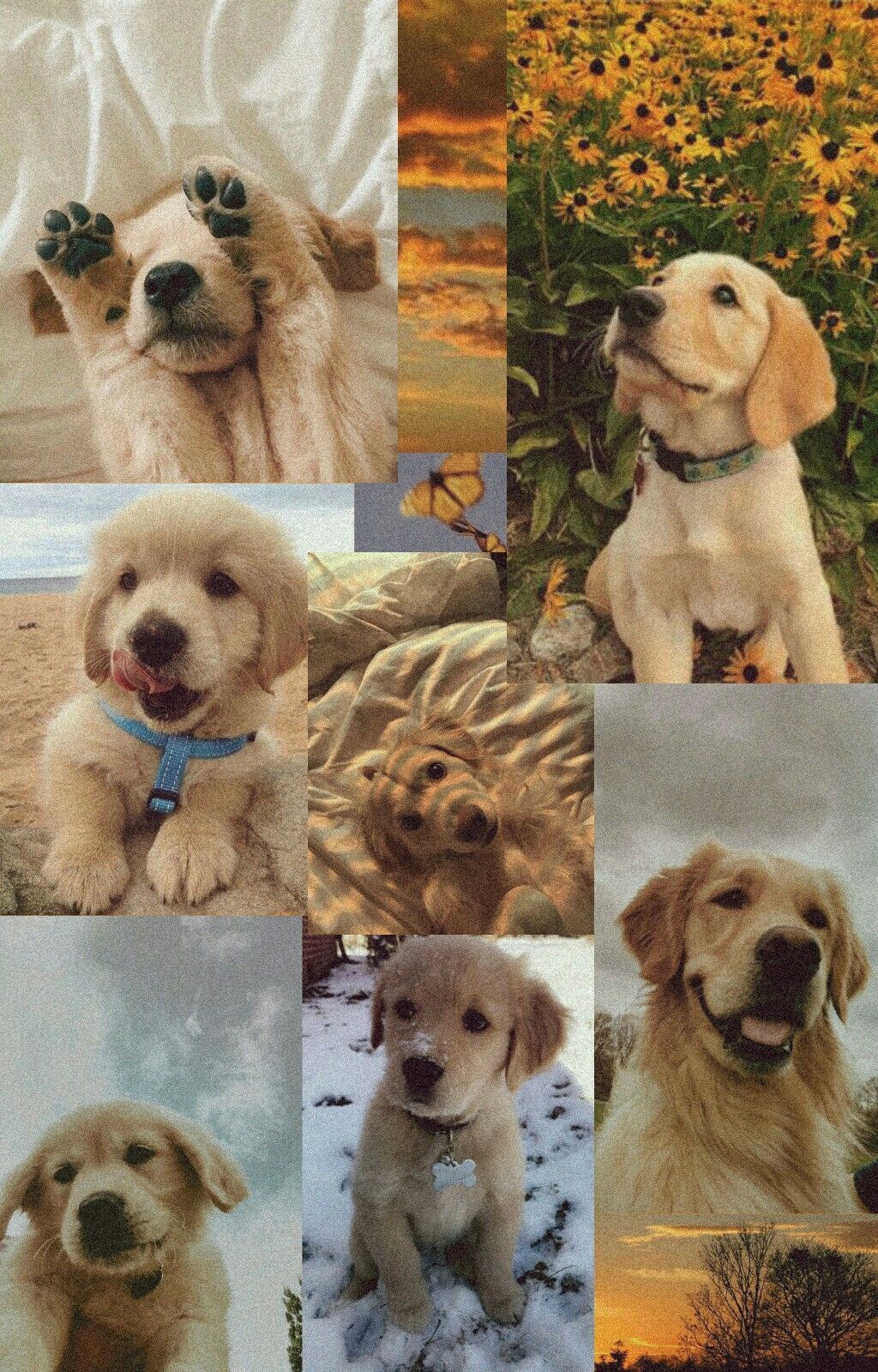 Puppy Collages Wallpapers - Wallpaper Cave
