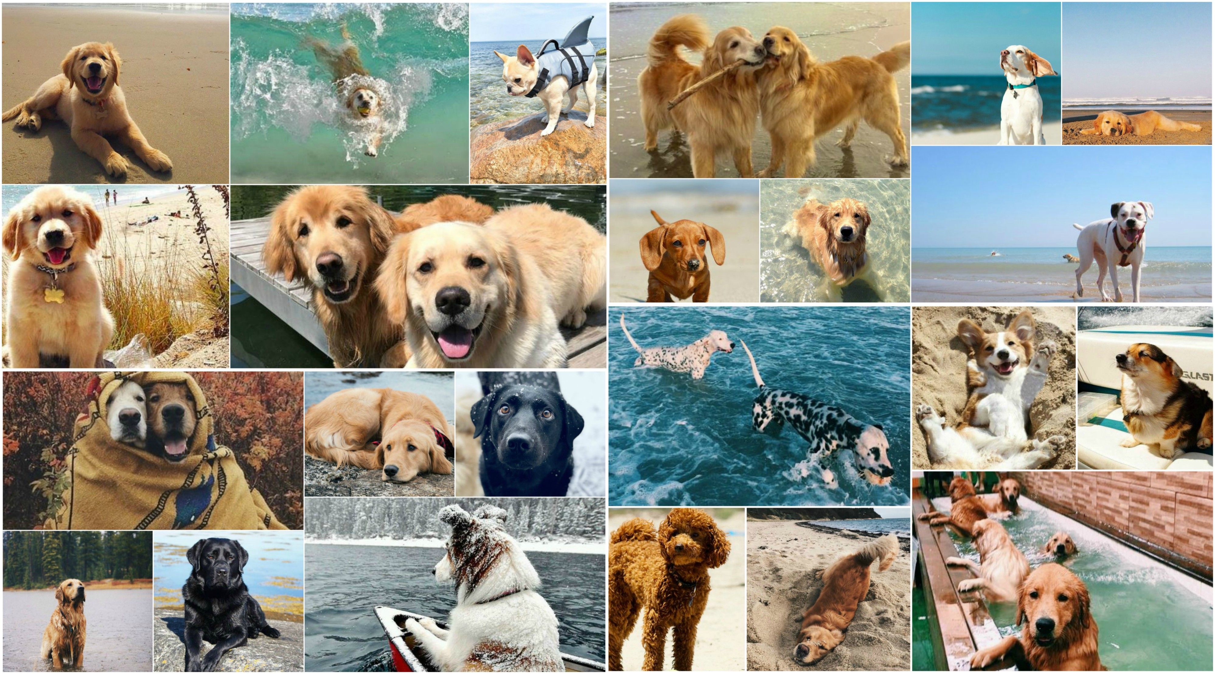I love this collage I made.best screensaver ever ❤︎. Animals, Canine, Dog days