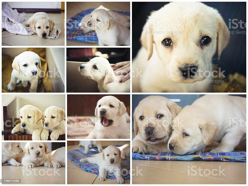 Golden Retriever Puppy Of 7 Weeks Old Set Collage Image Now