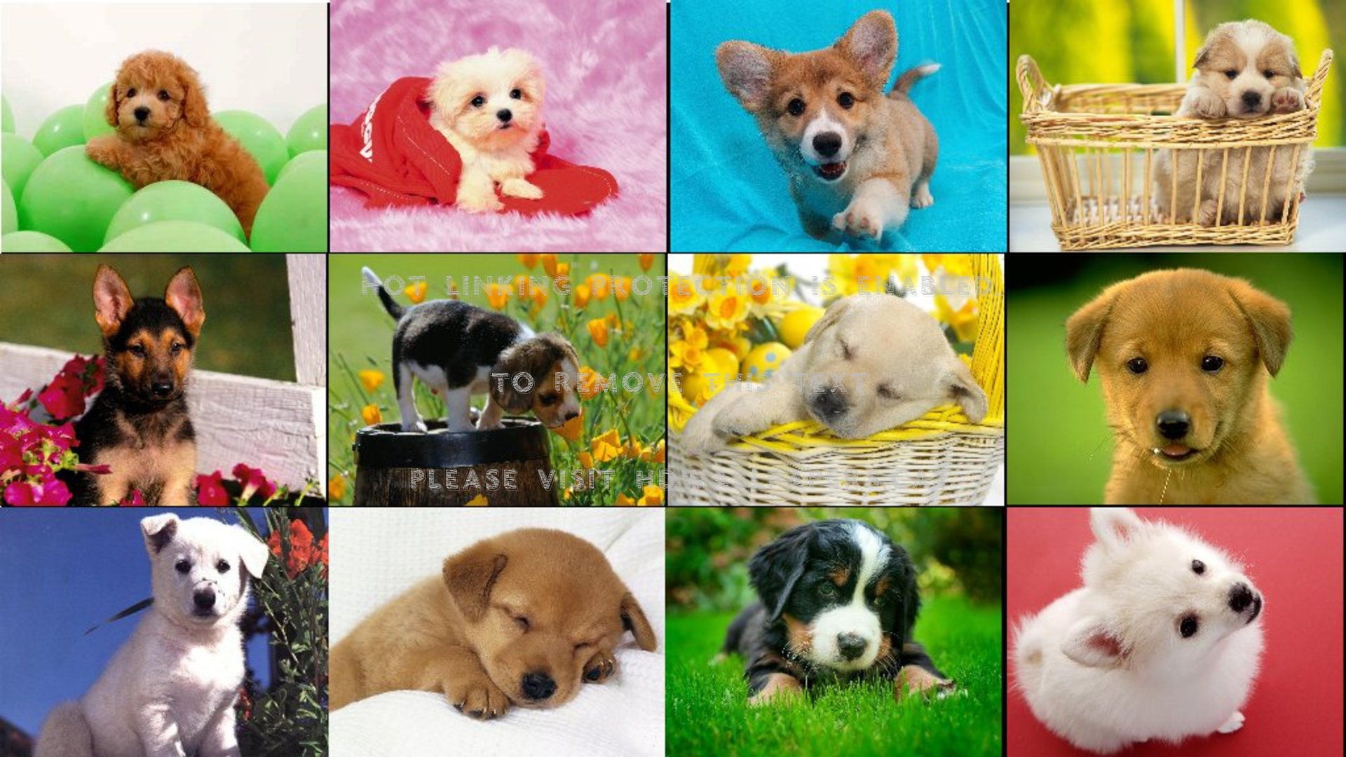 dog collage pets animals cute puppies