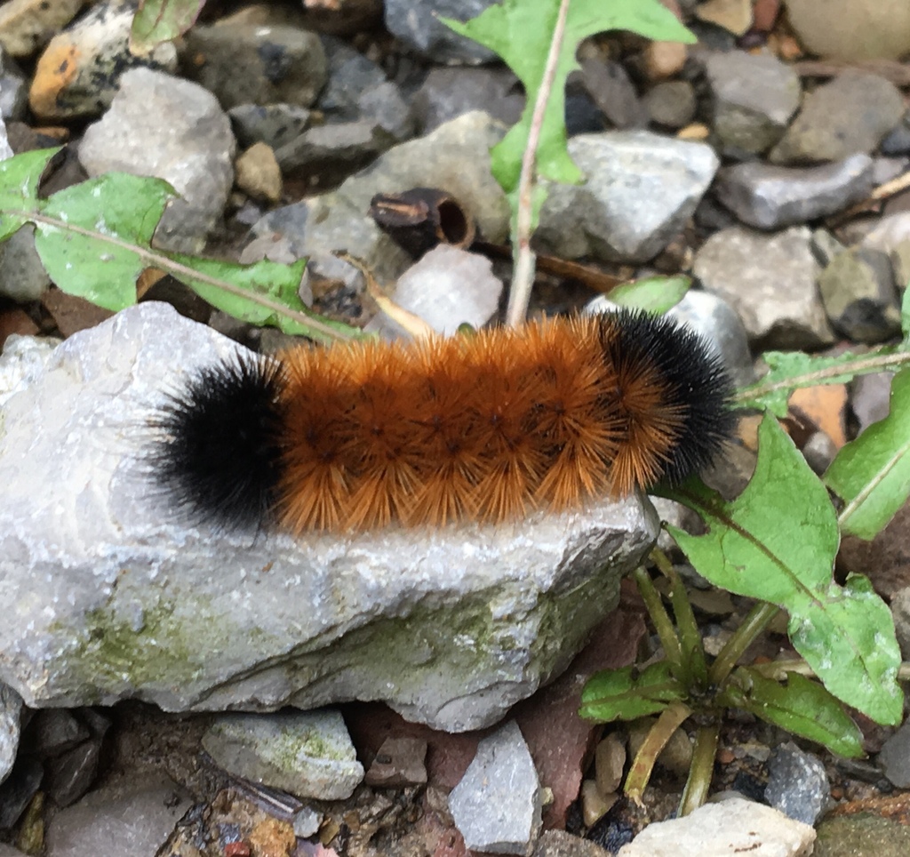 Isabella Tiger Moth Caterpillars Wallpapers - Wallpaper Cave