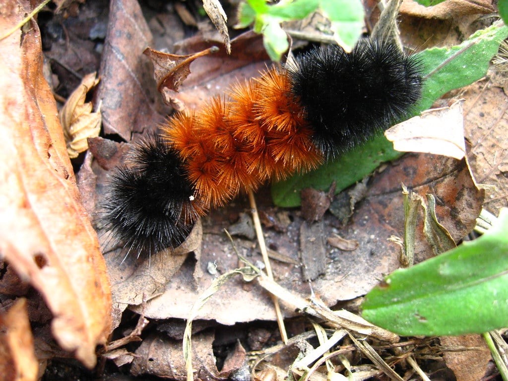 Isabella Tiger Moth Caterpillars Wallpapers - Wallpaper Cave