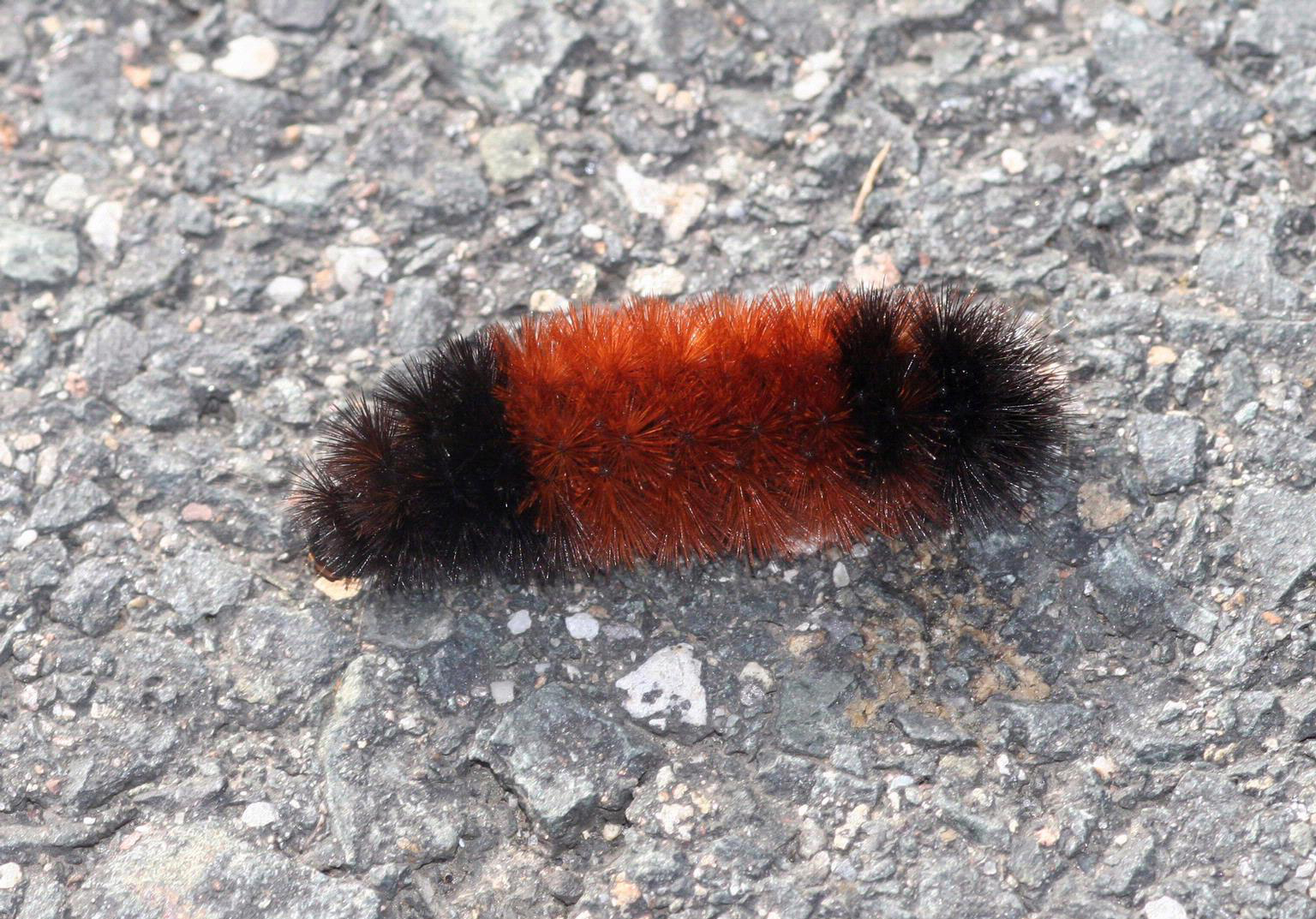 Woolly Bear Caterpillars: Winter Weather Predictors. Facts & Folklore. The Old Farmer's Almanac