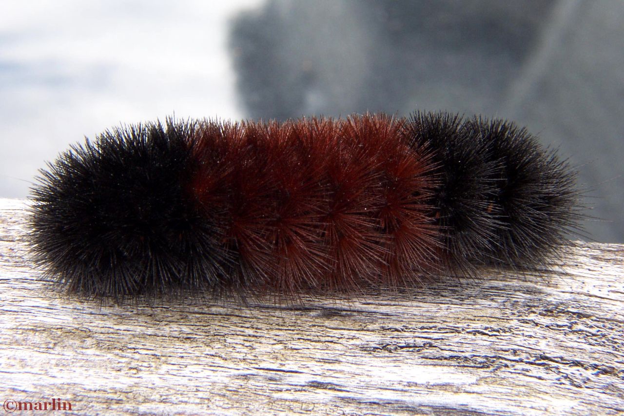 Banded Woolly Bear Caterpillar isabella American Insects & Spiders