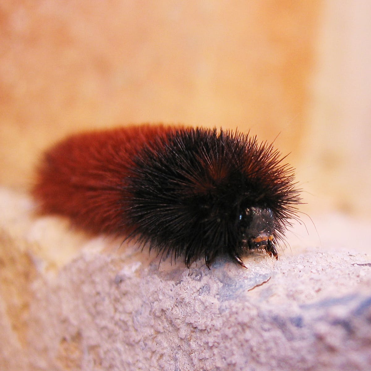 How wise is the woolly bear caterpillar's wintry weather prediction?