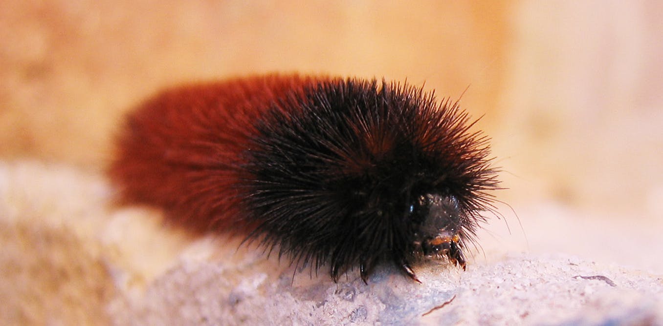 How wise is the woolly bear caterpillar's wintry weather prediction?