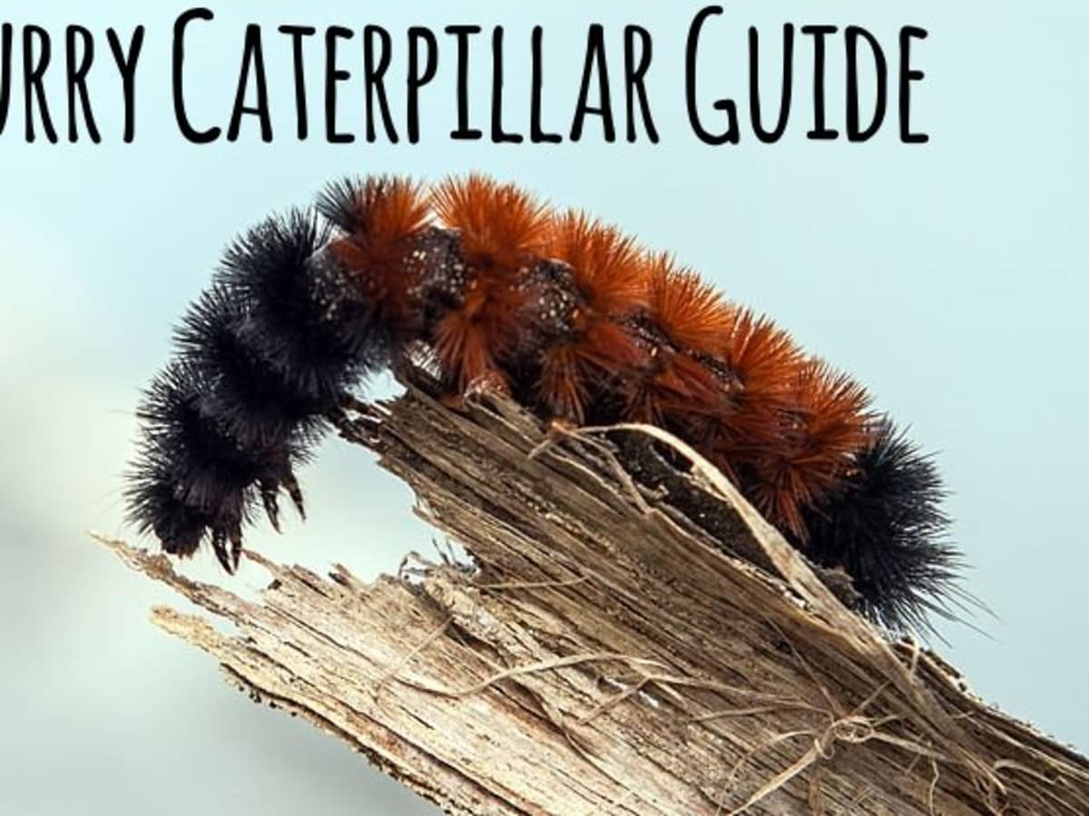 Isabella Tiger Moth Caterpillars Wallpapers - Wallpaper Cave