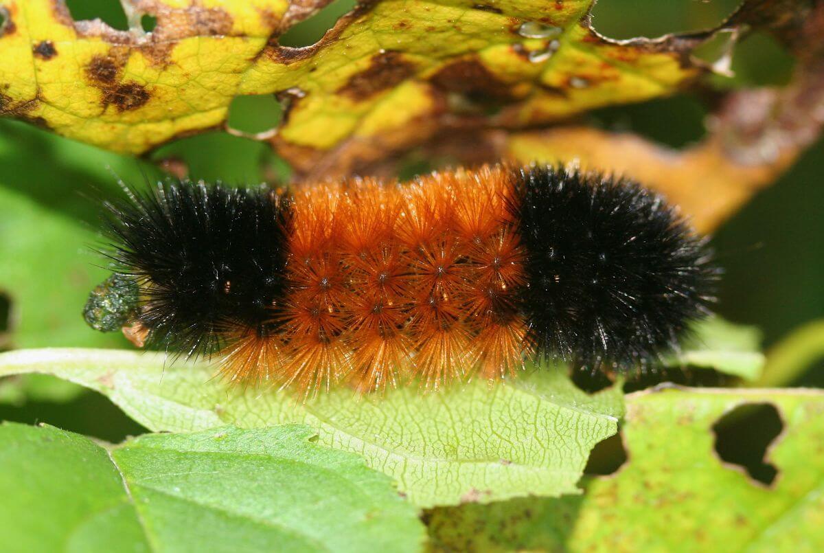 Black Caterpillar with Picture and Identification Guide (Fuzzy Caterpillars)