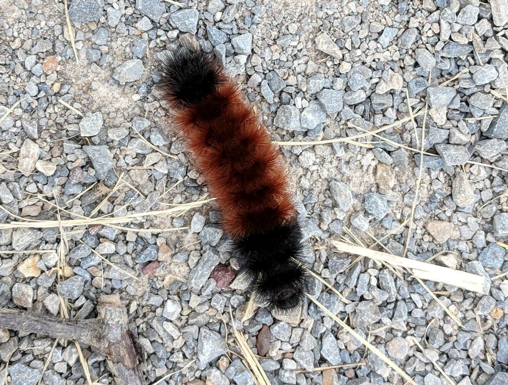 Isabella Prepares For Winter. Outside My Window