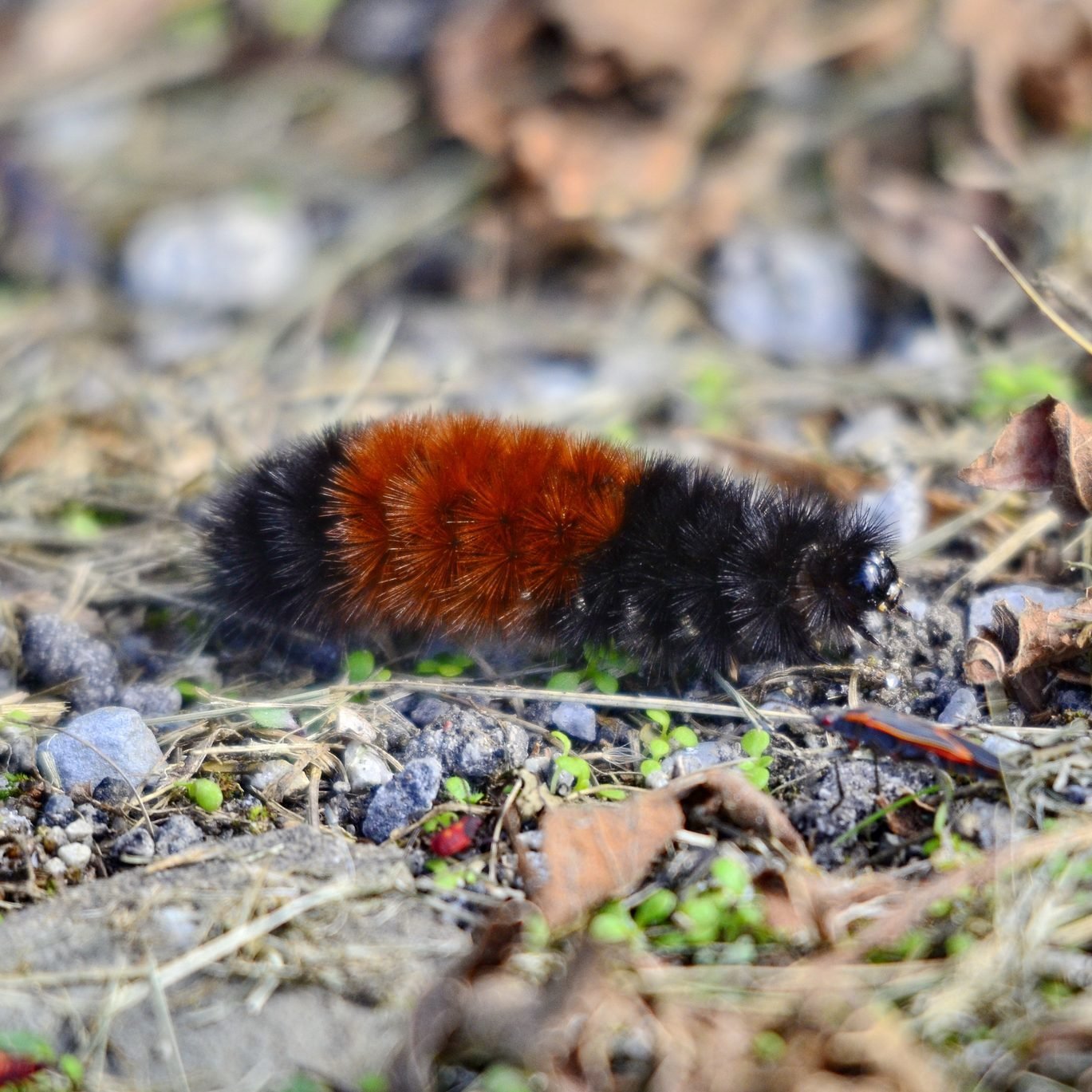 What Is a Woolly Bear Caterpillar?. The Family Handyman