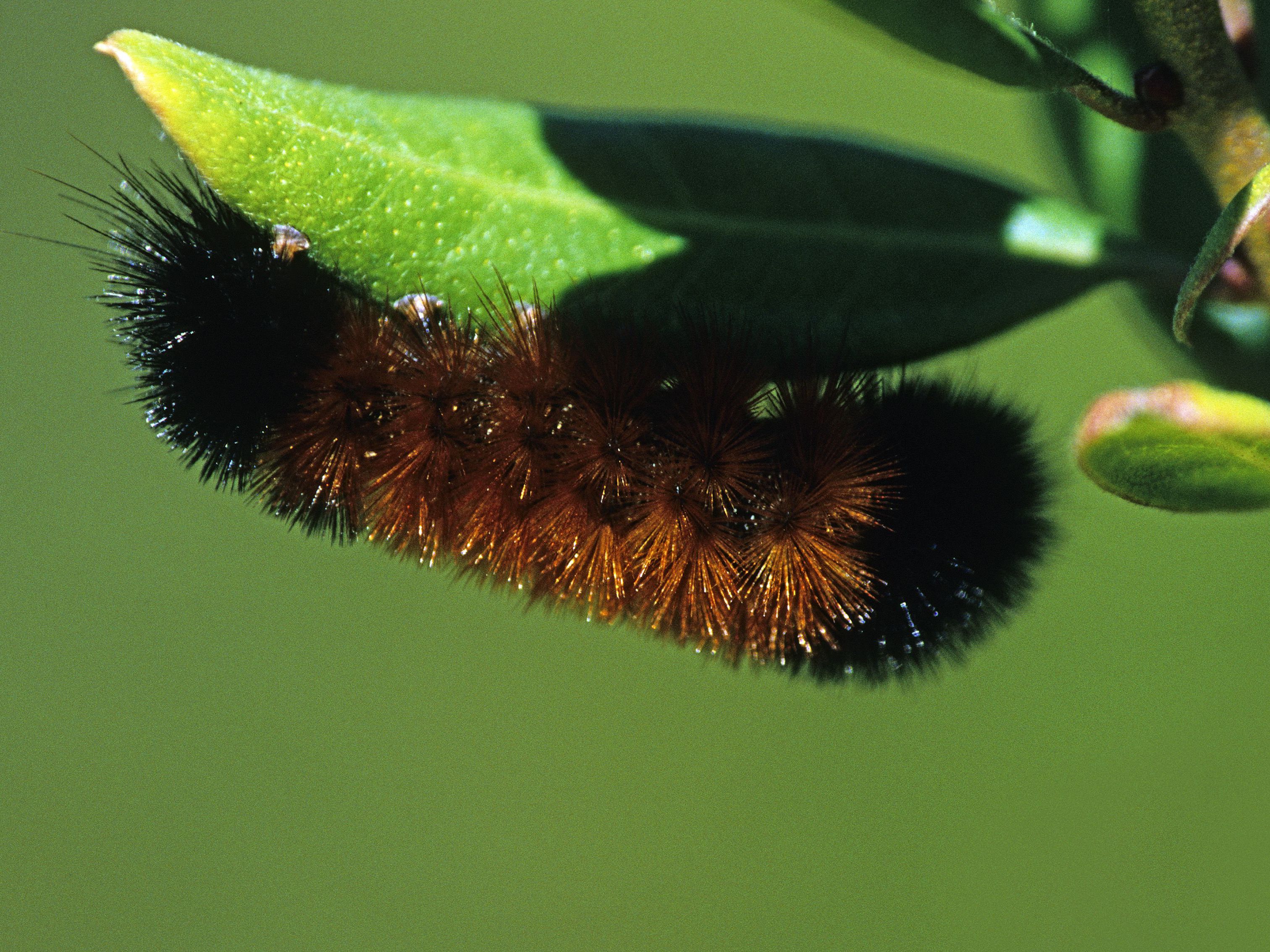 Can Woolly Worms Really Predict the Winter Weather?