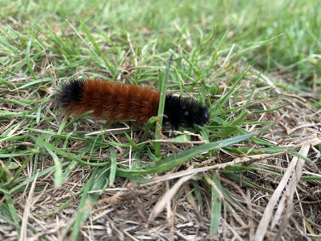 Isabella Tiger Moth Caterpillars Wallpapers - Wallpaper Cave