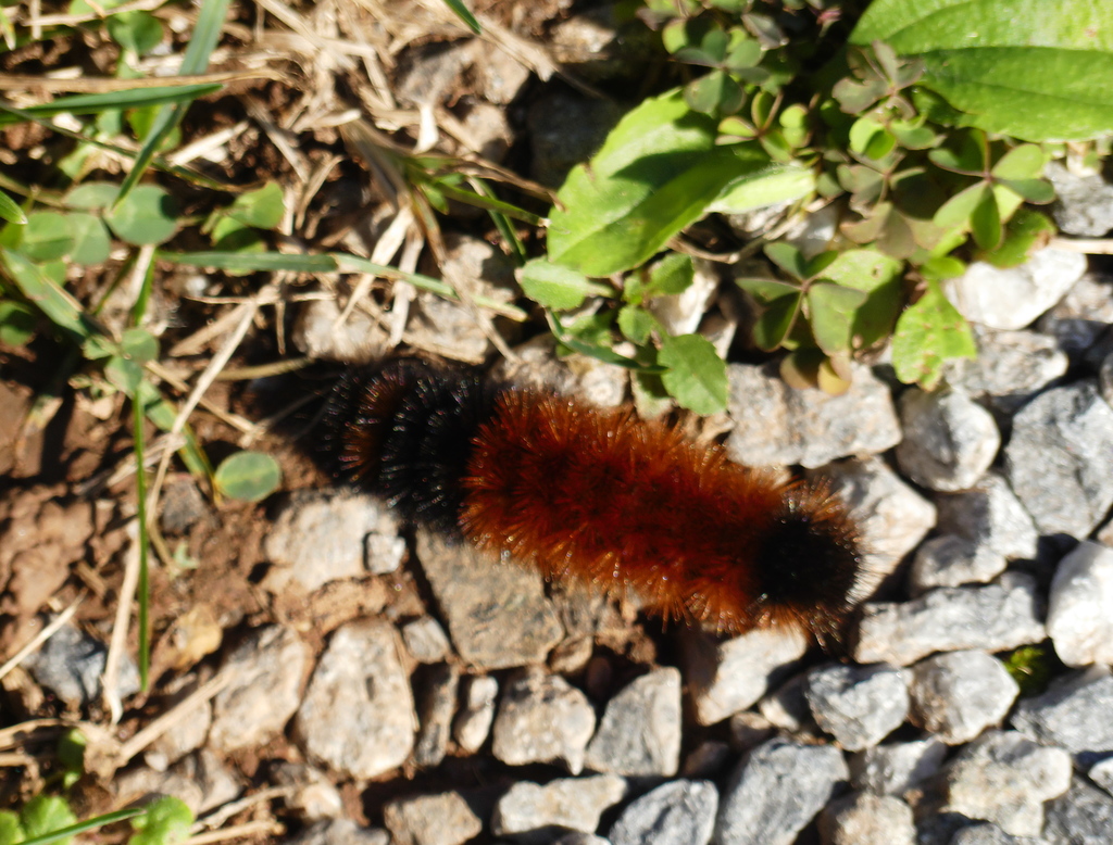 Isabella Tiger Moth (Caterpillars of Ontario) · iNaturalist