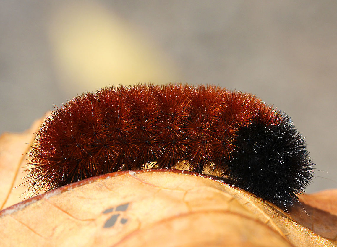 Banded Woolly Bear Christine Young