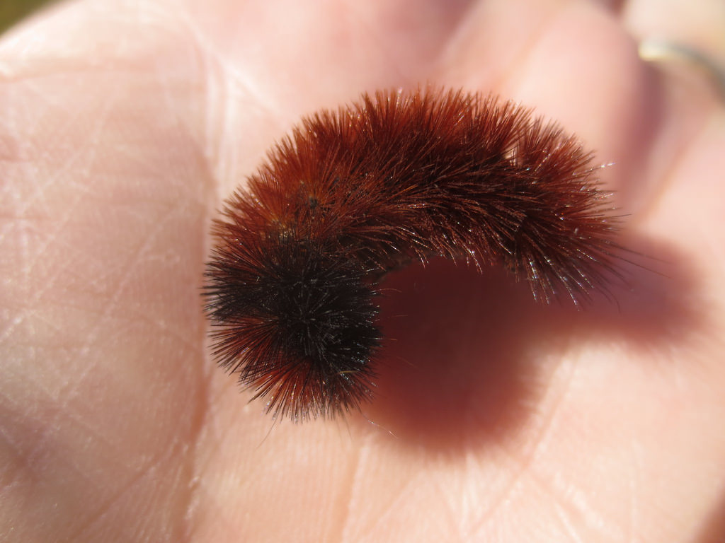 Maryland Biodiversity Project Tiger Moth (Pyrrharctia isabella)